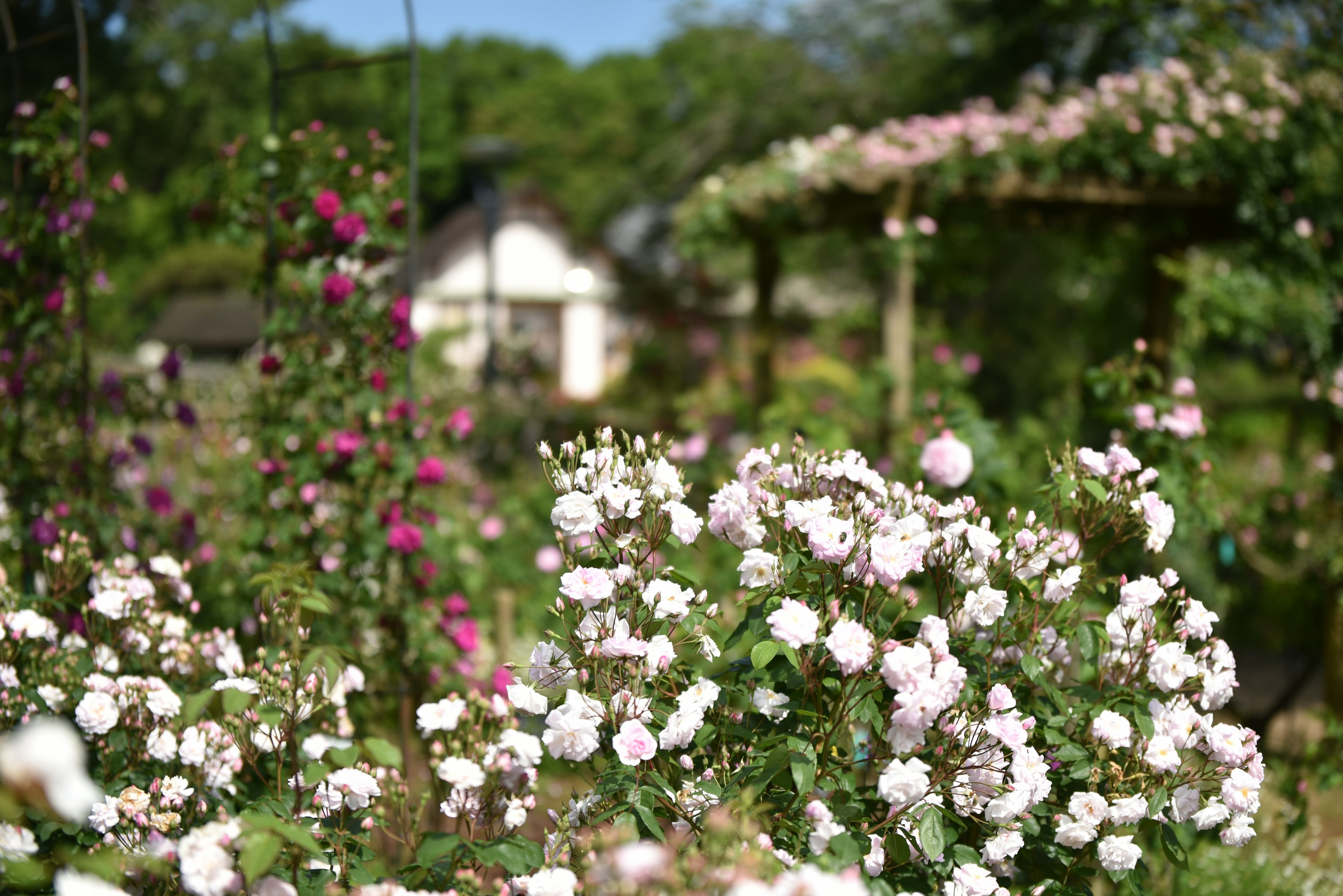 美しい花々が咲く庭の風景 背景には小さな家とアーチが見える