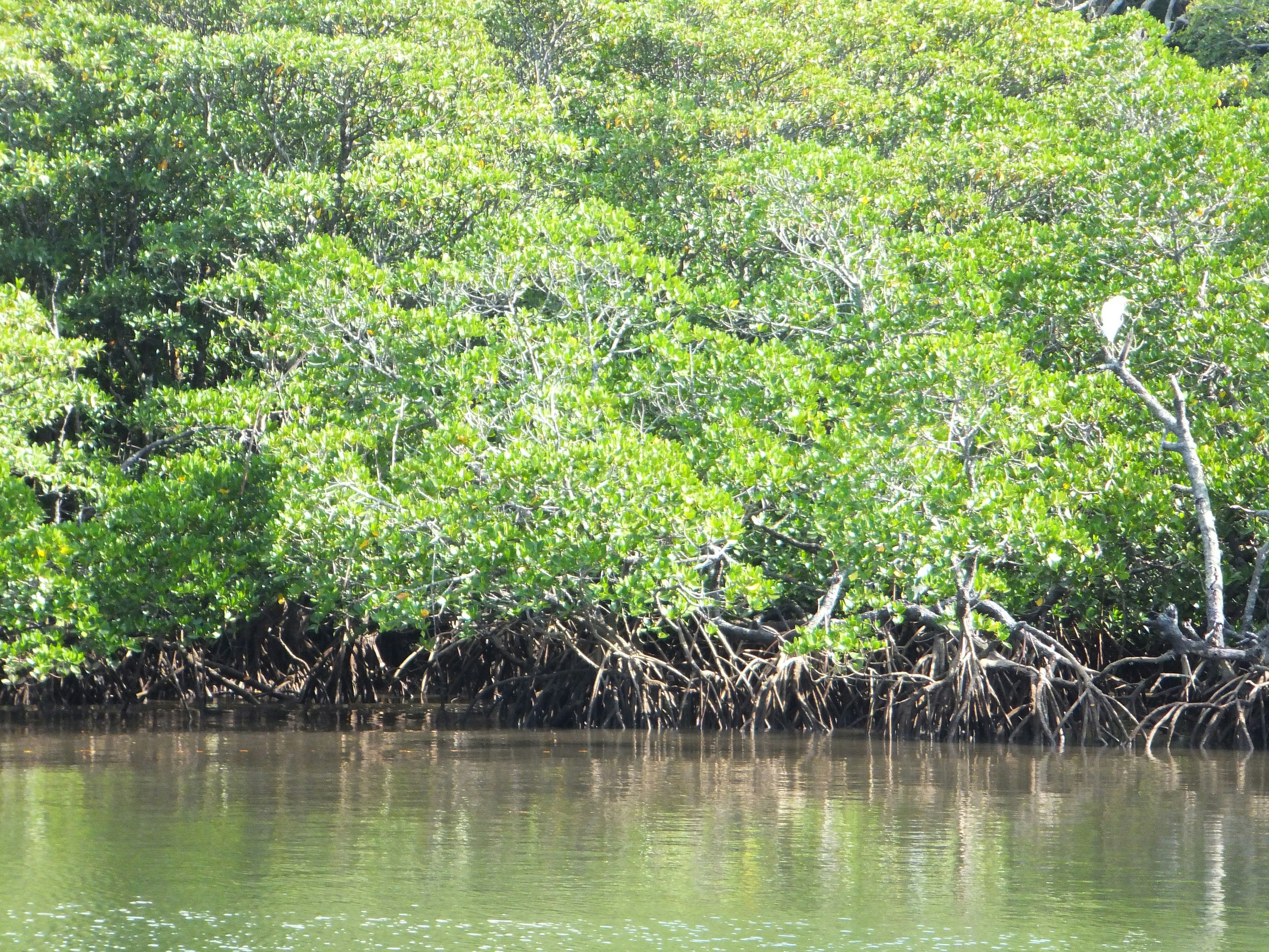 Lush mangrove forest with calm water surface