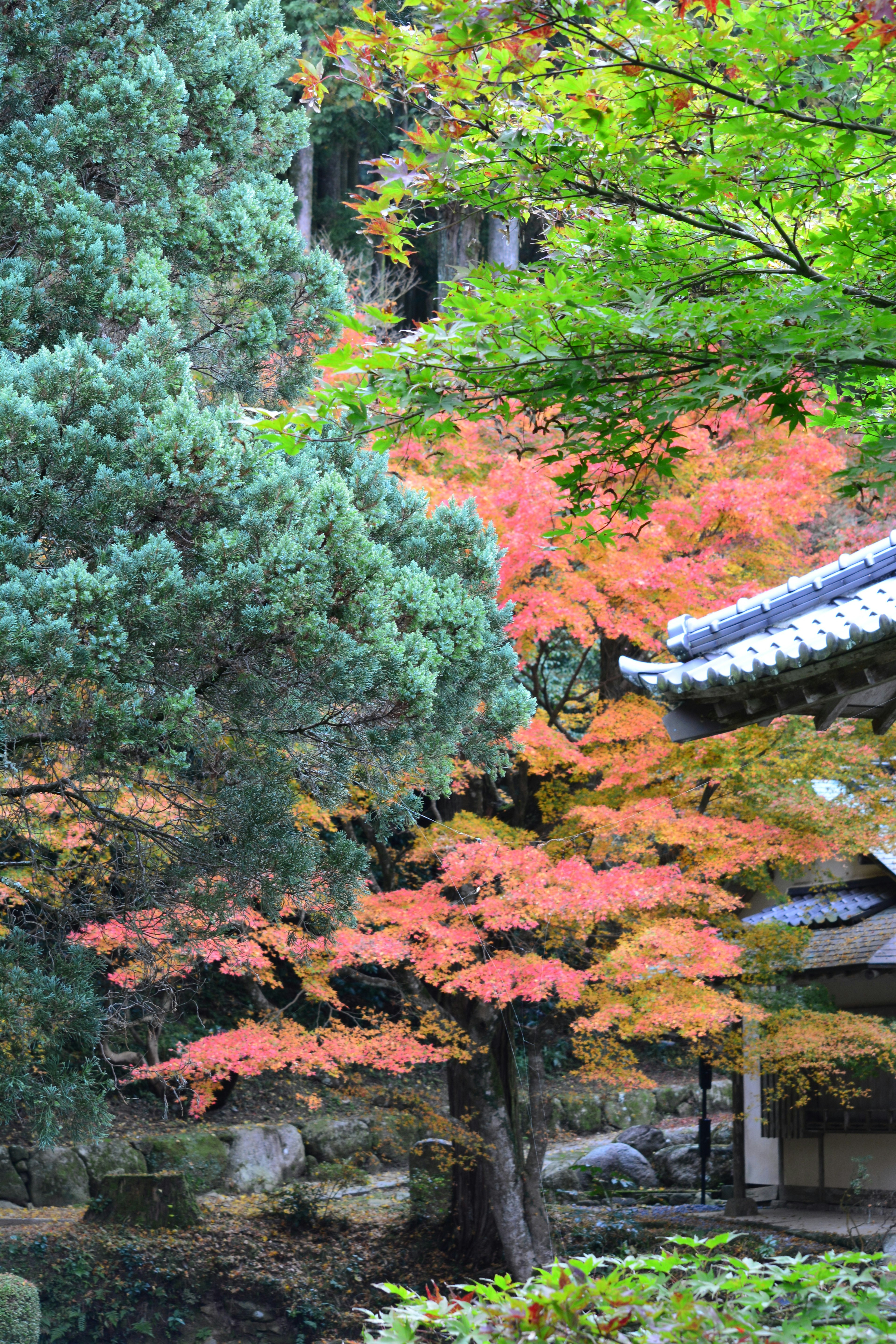 寧靜的日本庭園景觀，色彩斑斕的秋葉