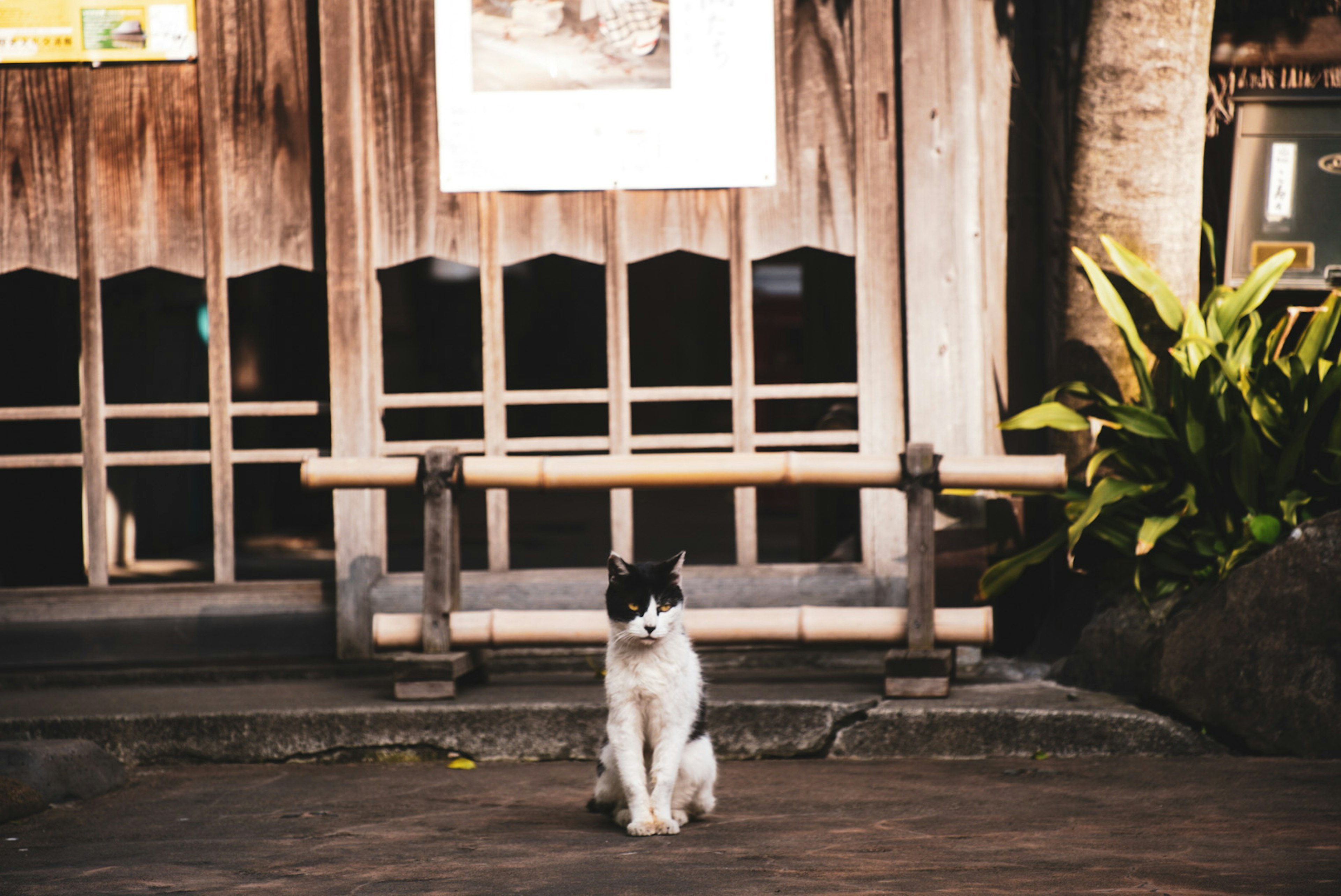 Kucing hitam dan putih duduk di depan bangunan kayu