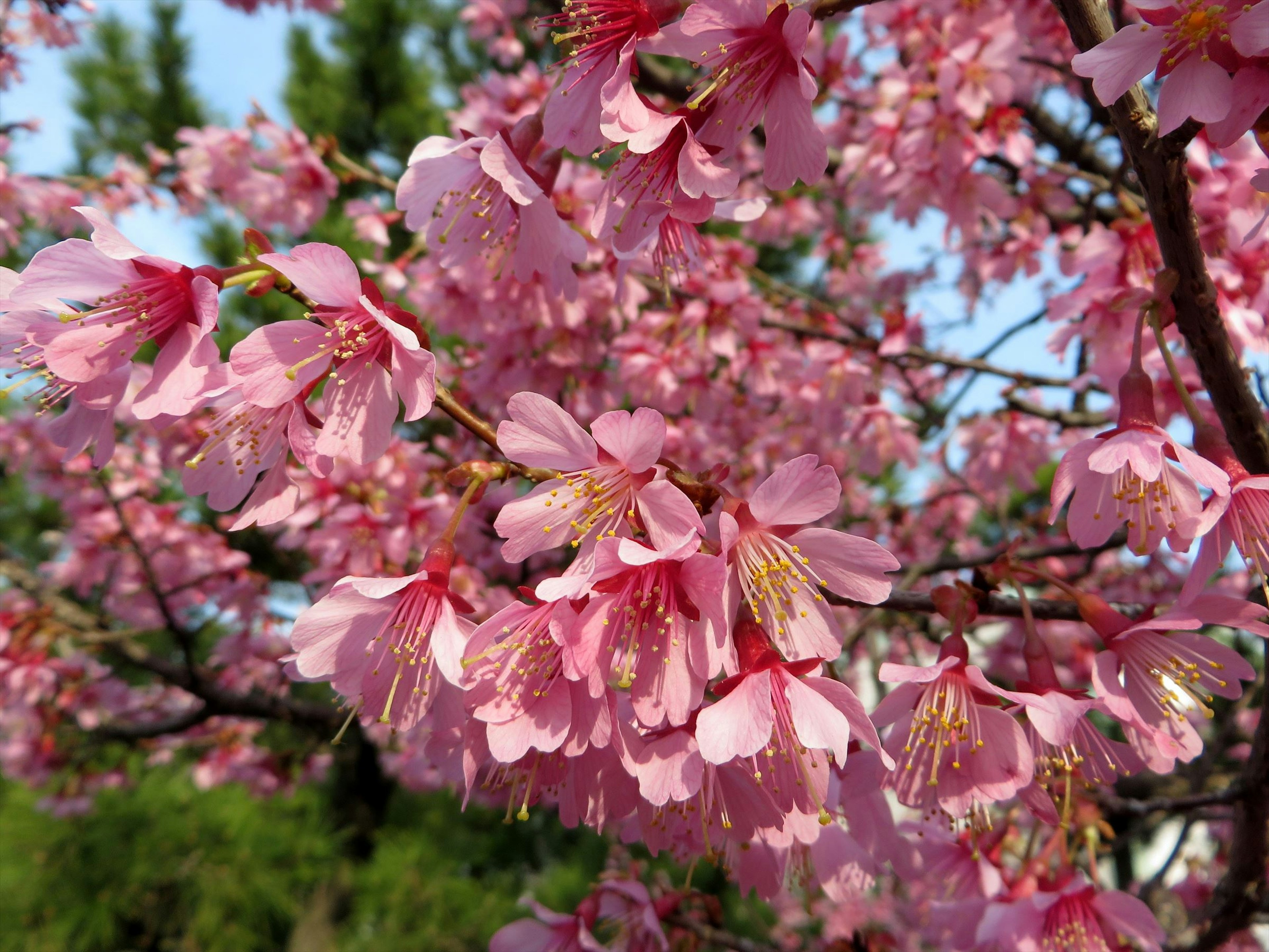 美しい桜の花が咲いている枝のクローズアップ