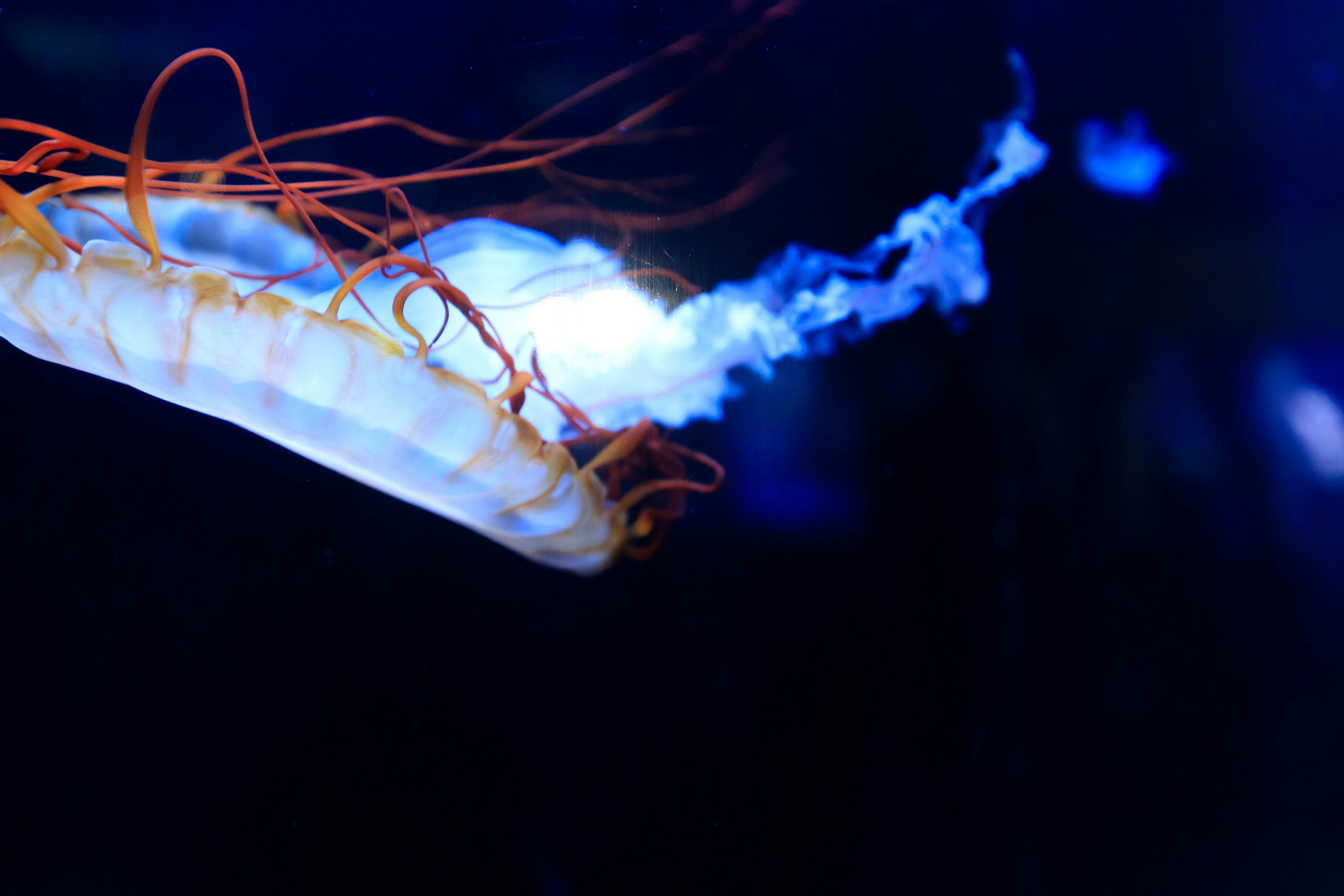 Image d'une méduse émettant une lumière bleue avec des tentacules brillants et un corps translucide