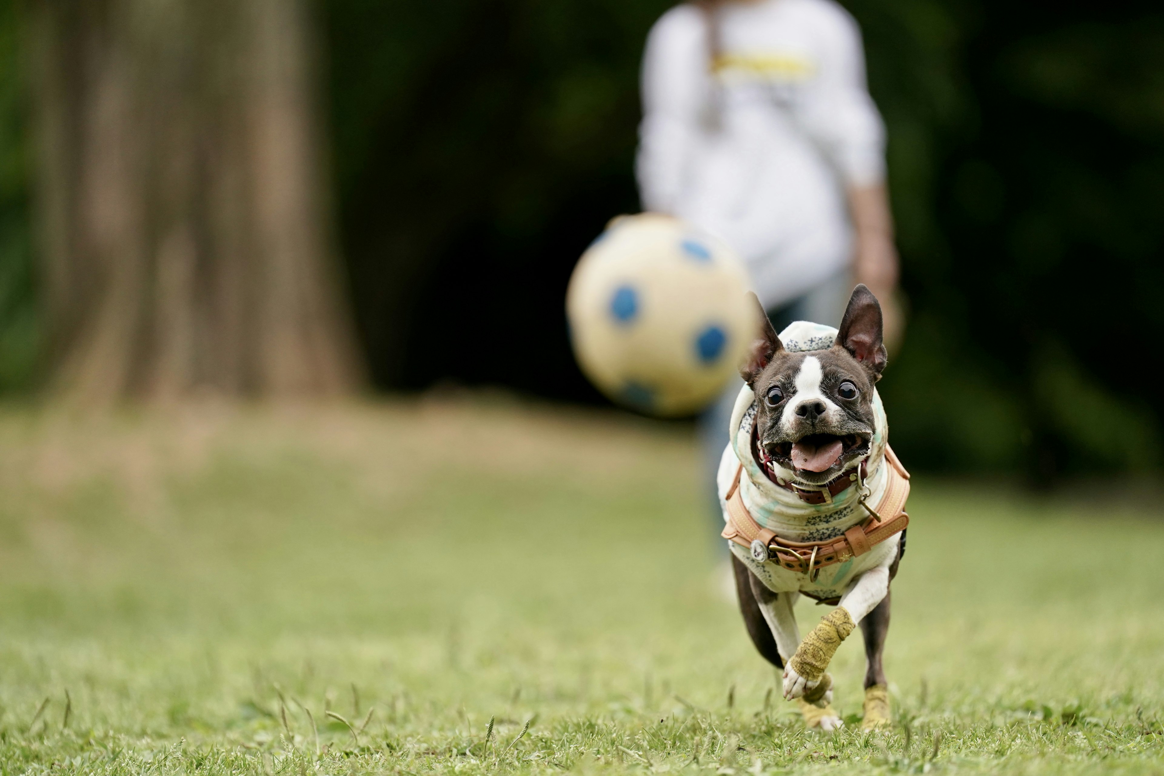 Anjing berlari mengejar bola sepak di taman