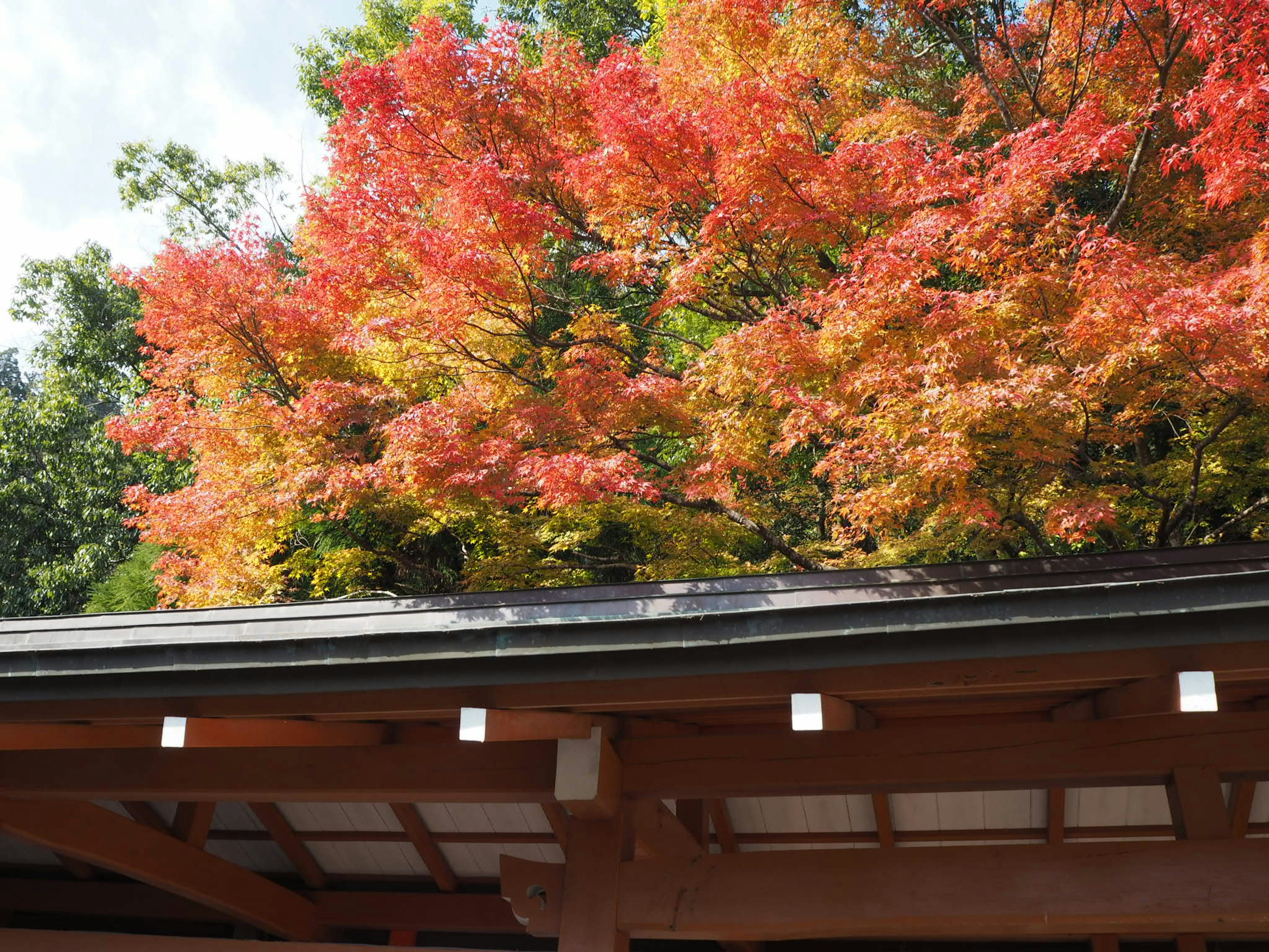 Vibrant autumn foliage with red and orange leaves above a traditional roof