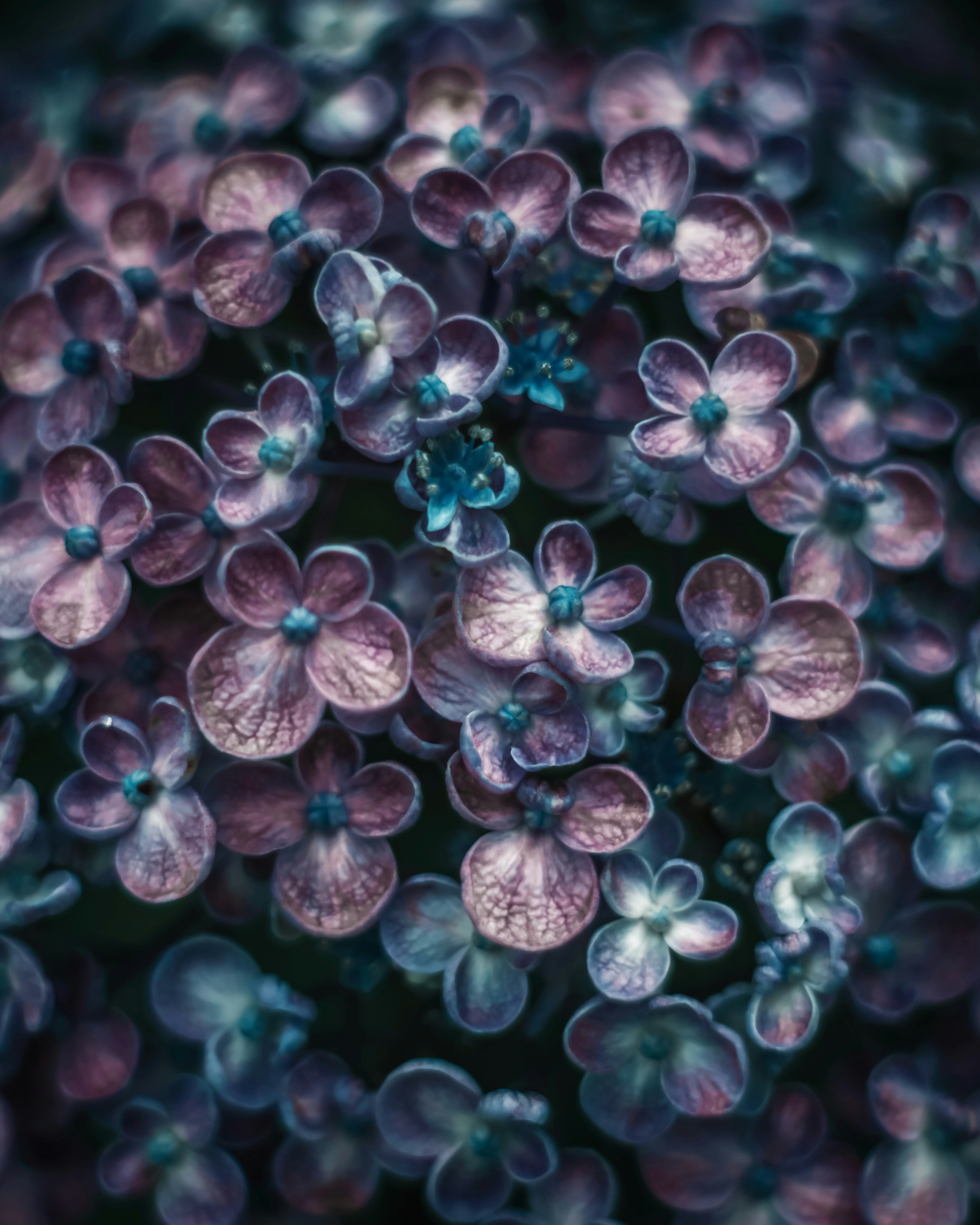 Ein schönes Bild von kleinen blauen und lila Blumen, die zusammengeballt sind