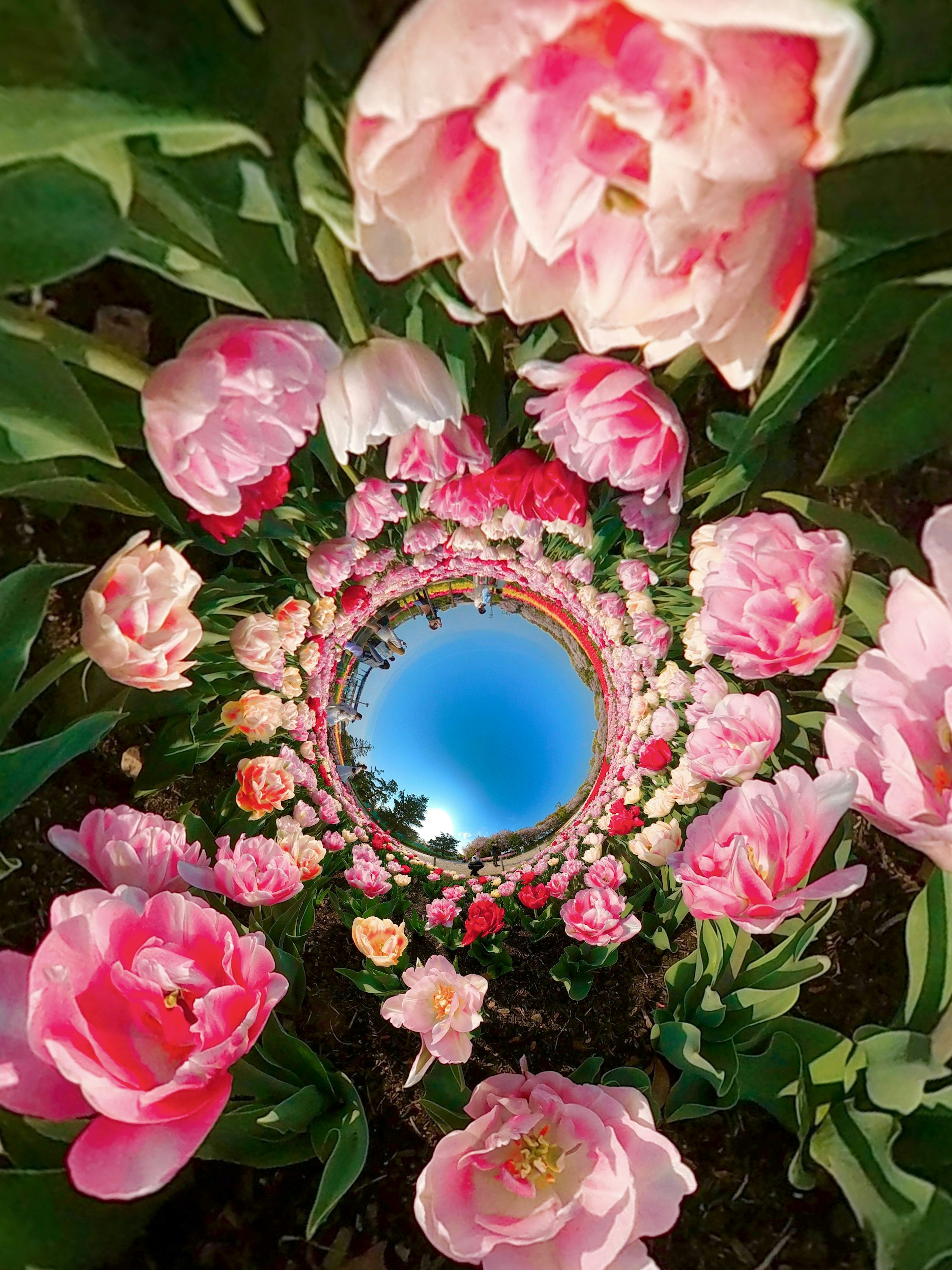 Una hermosa escena de jardín con tulipanes rosas rodeando un espejo que refleja el cielo azul