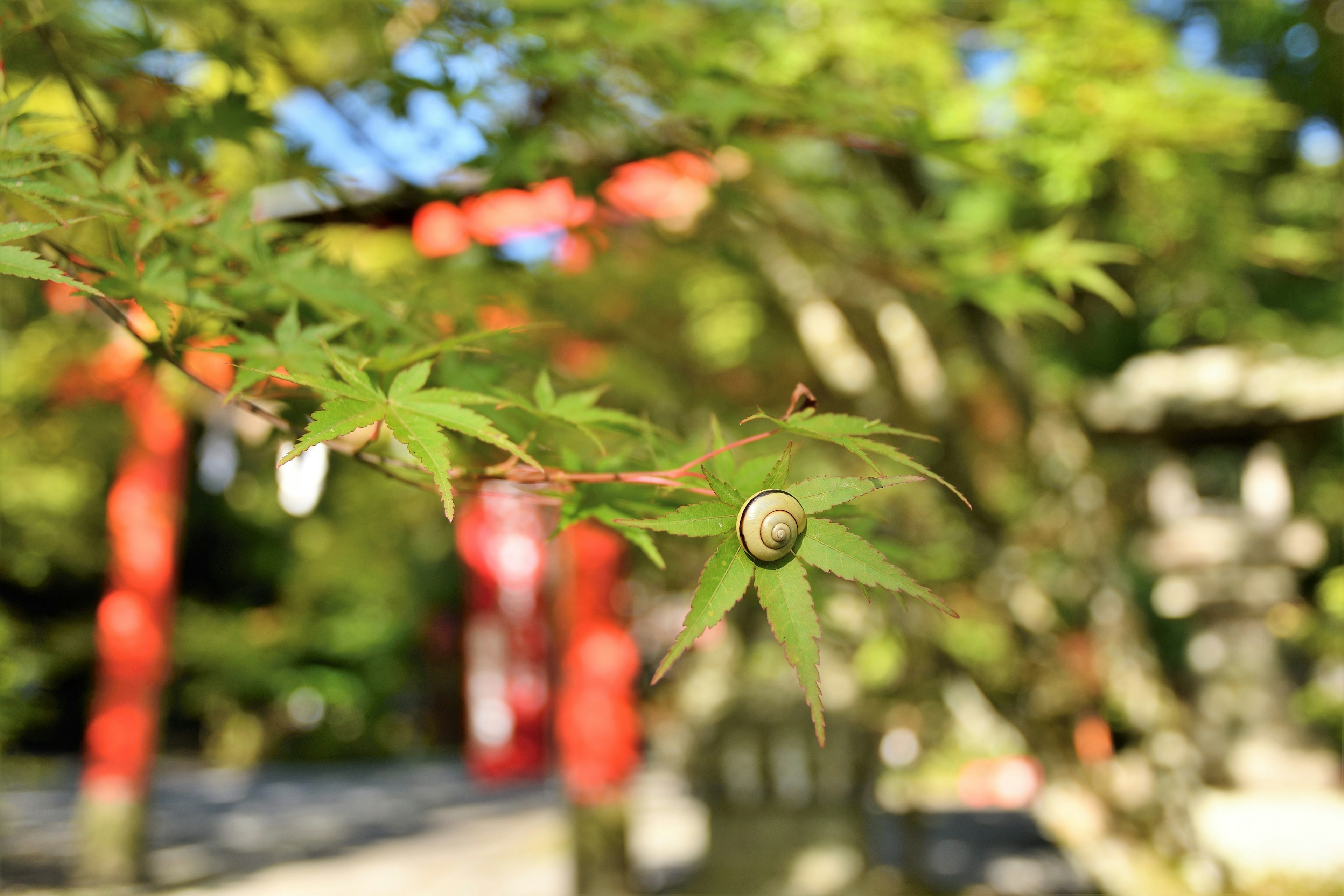 Cận cảnh lá phong với nền mờ của cổng torii đỏ