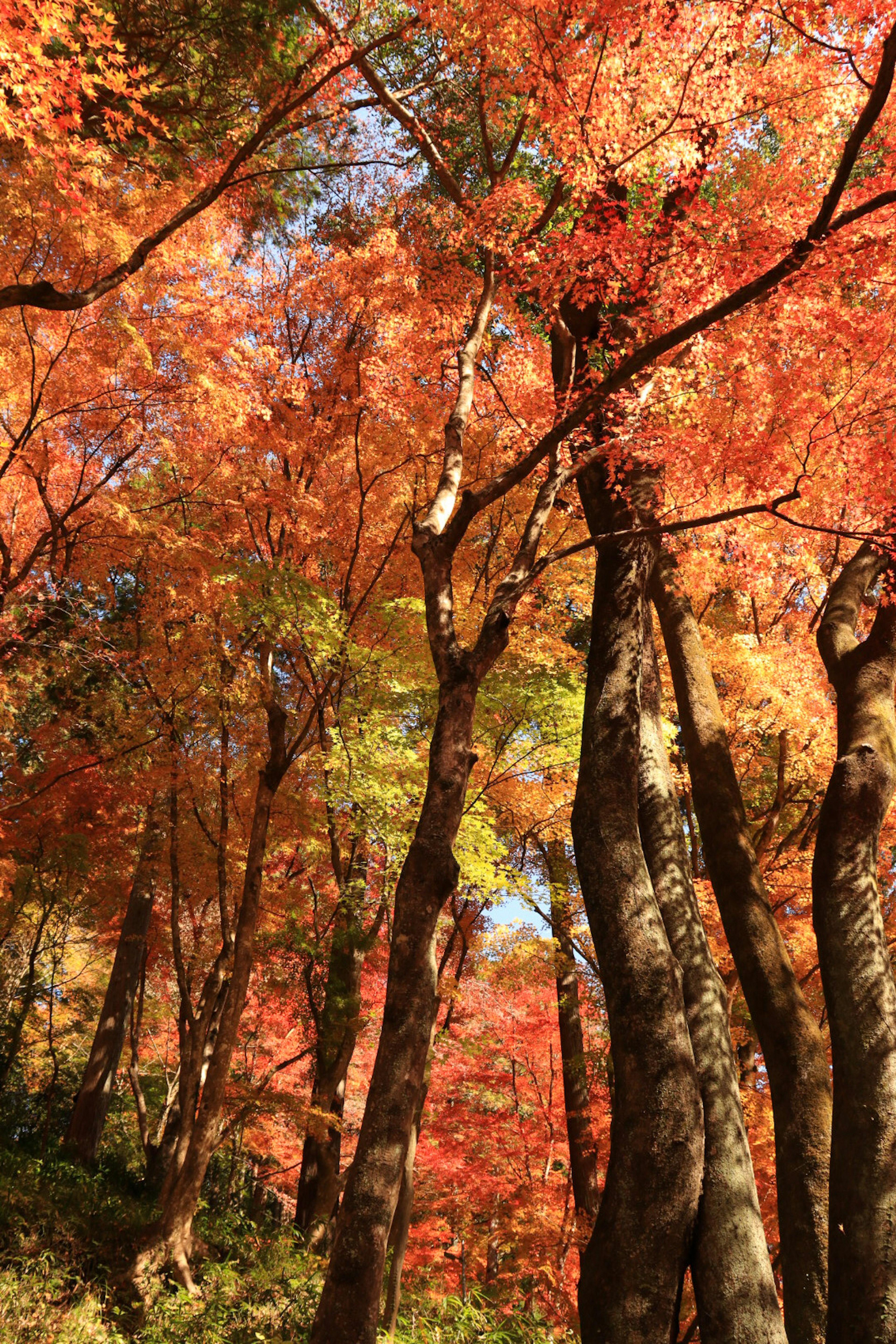 Malersicher Blick auf Bäume mit lebhaftem Herbstlaub