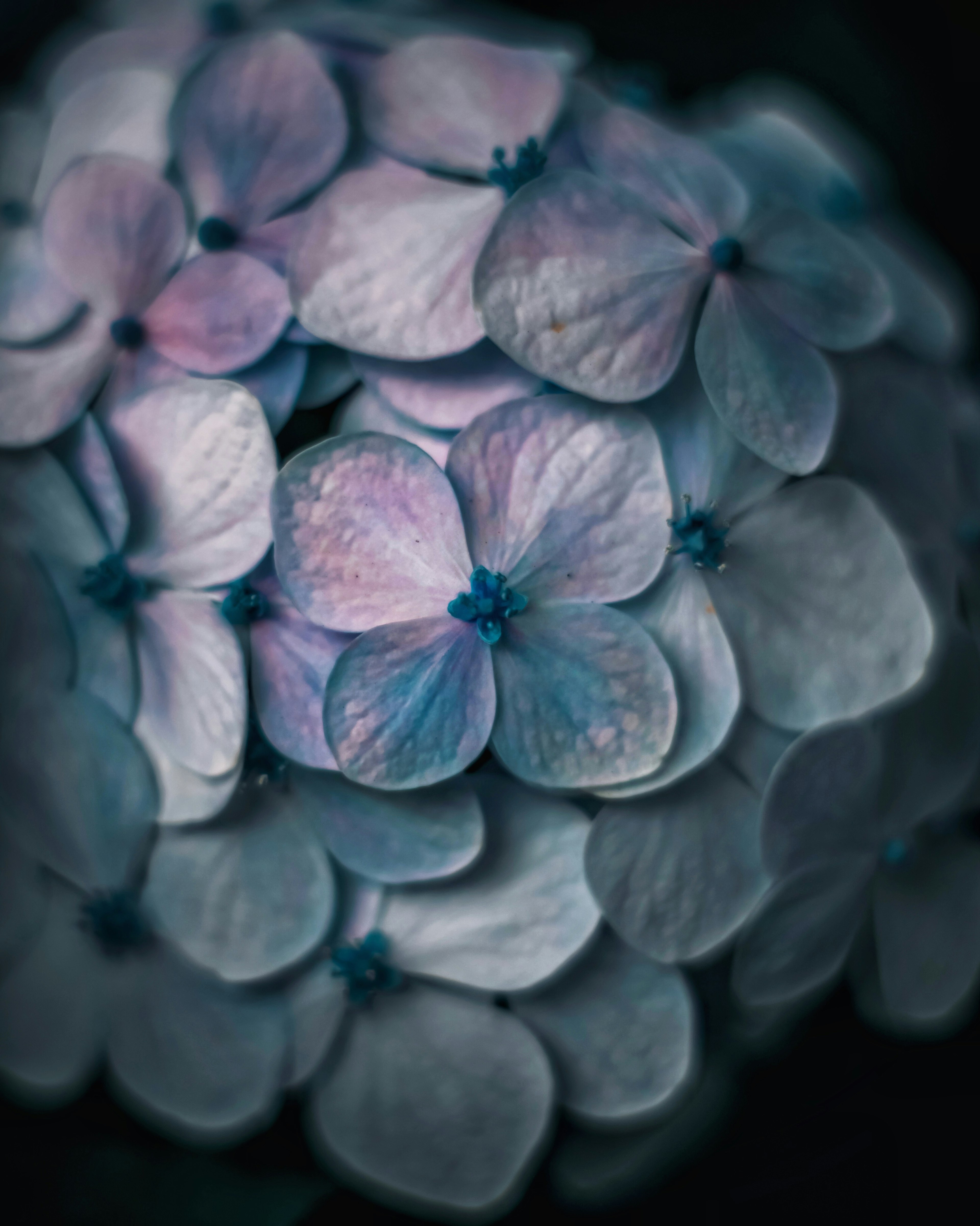 Nahaufnahme einer schönen Hortensie mit blauen und lila Blütenblättern