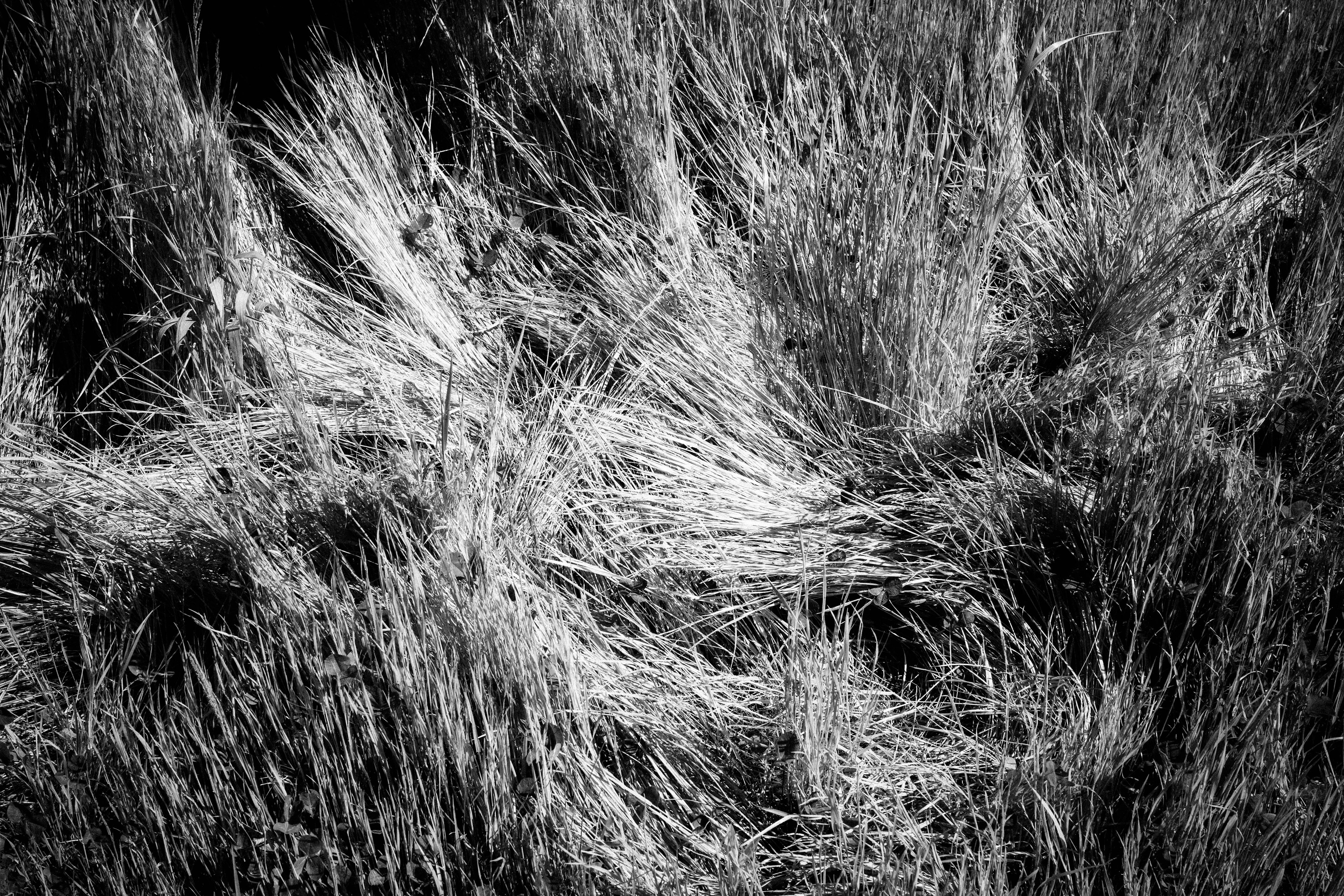 Texture de l'herbe en noir et blanc mettant en valeur un paysage naturel