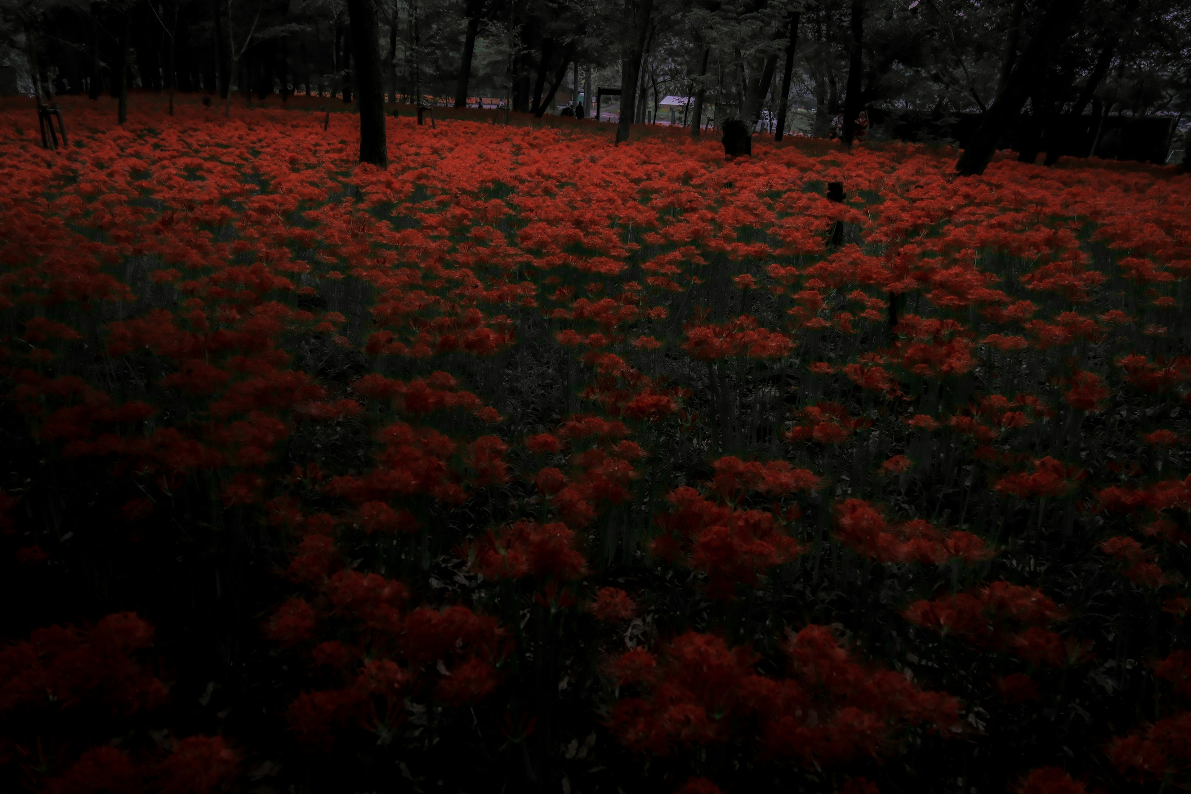 赤い花が咲き乱れる暗い森林の風景