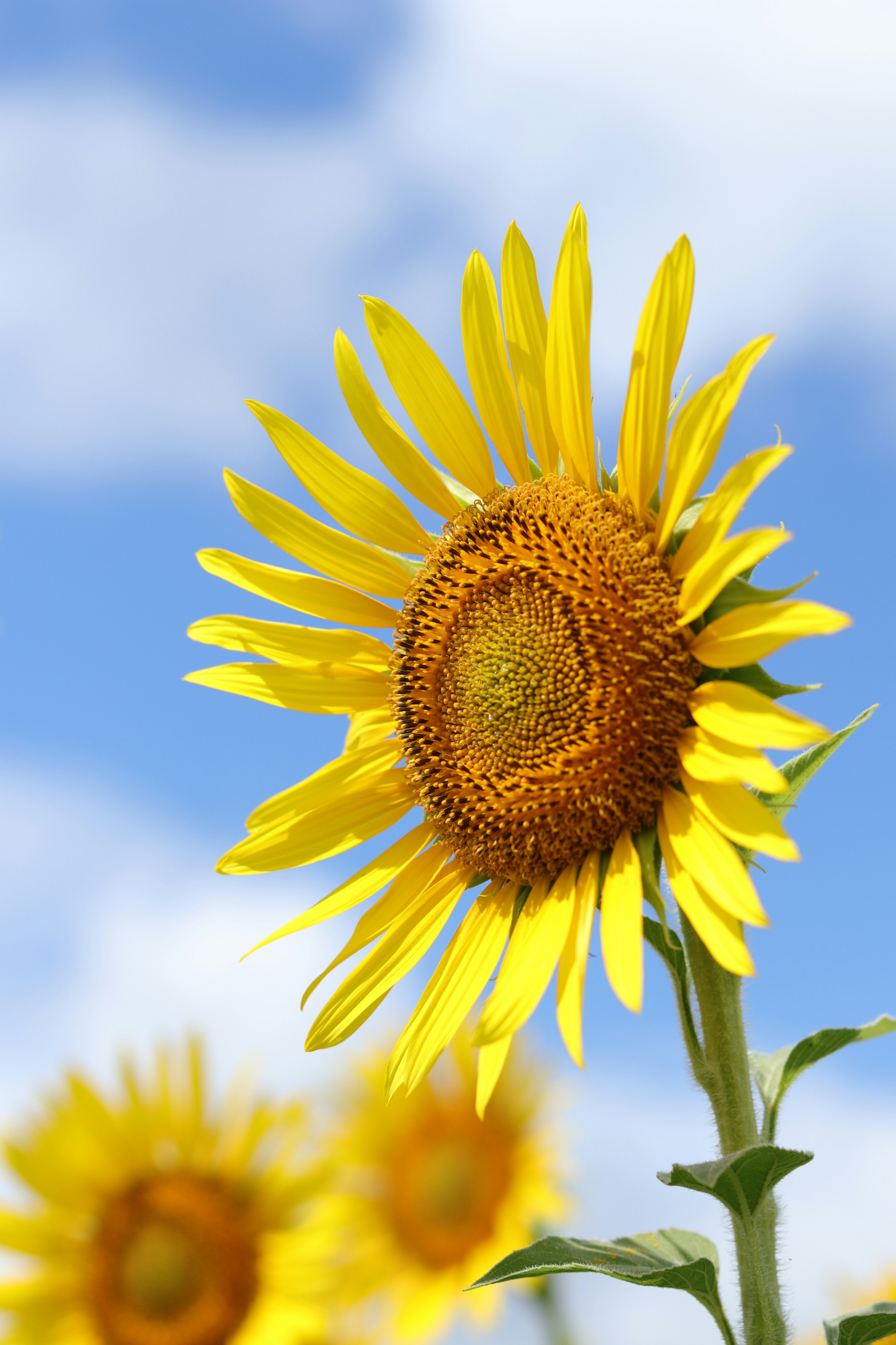 Close-up of a vibrant sunflower under a blue sky