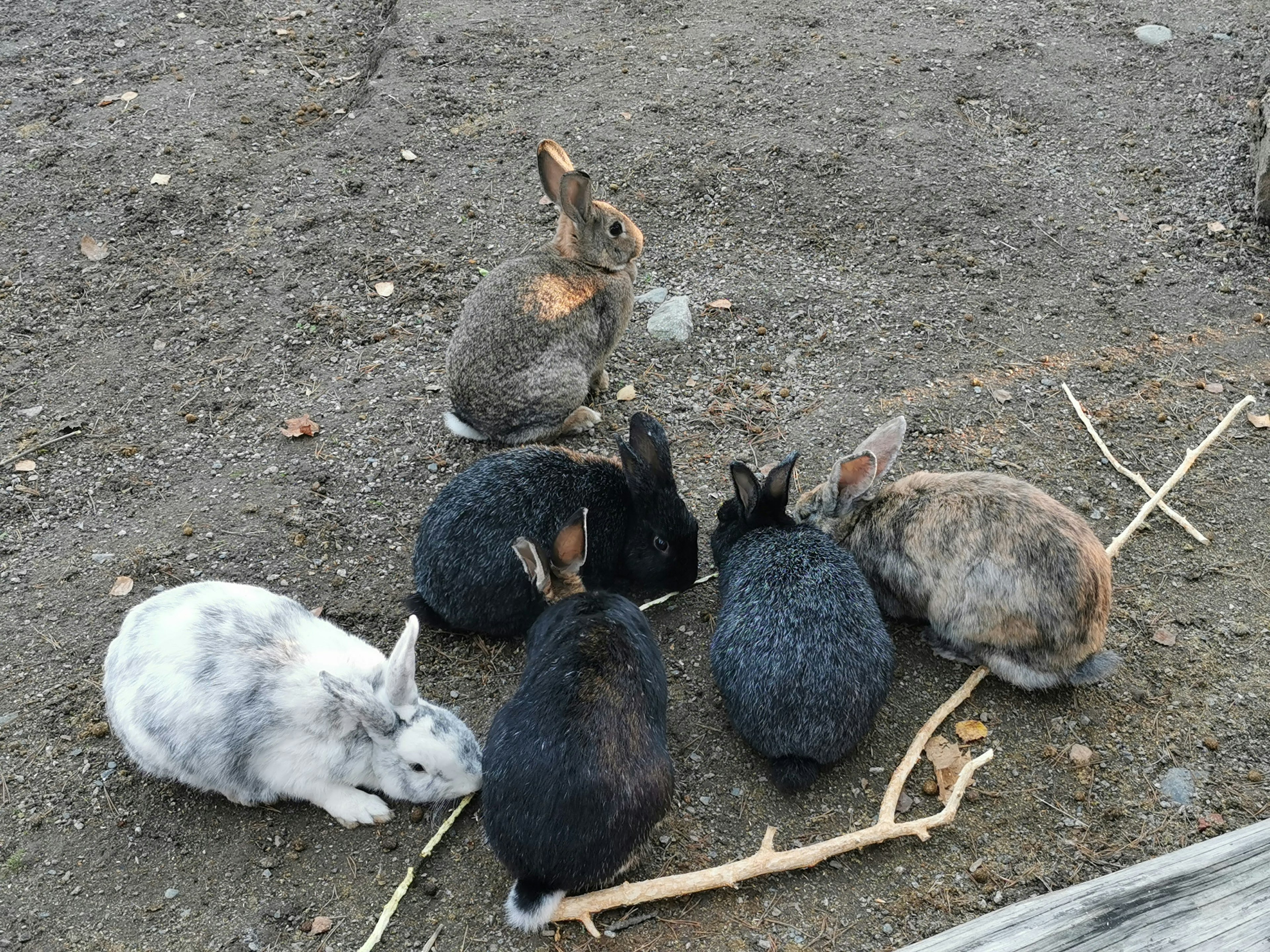 Gruppe von Kaninchen, die auf dem Boden sitzen, mit verschiedenen Farben