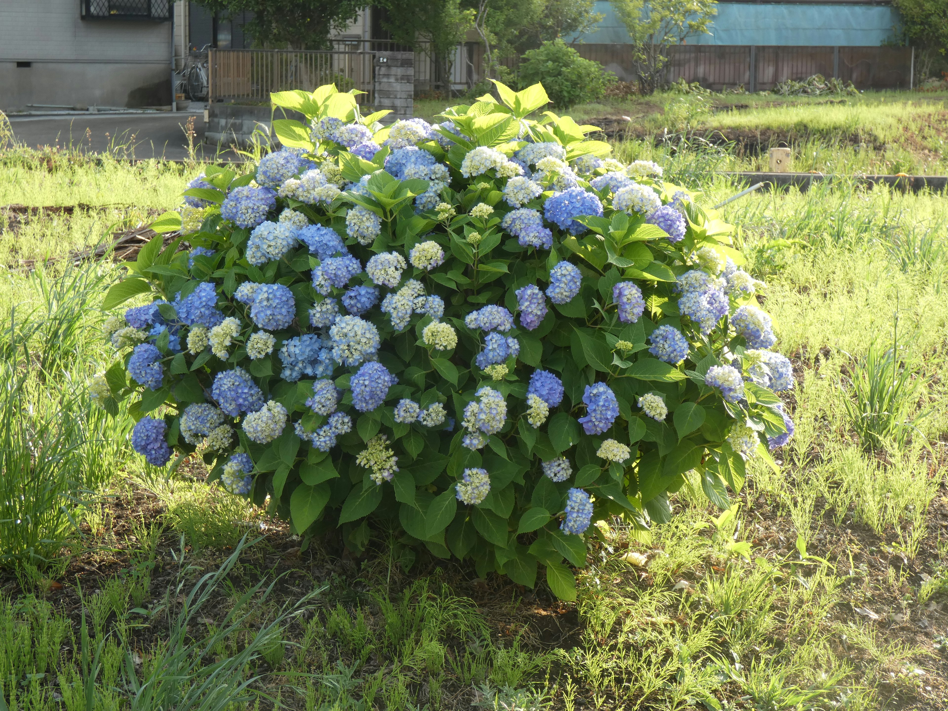 พุ่มดอกไฮเดรนเยียขนาดใหญ่ที่มีดอกสีน้ำเงินและสีขาวในทุ่งหญ้าสีเขียว