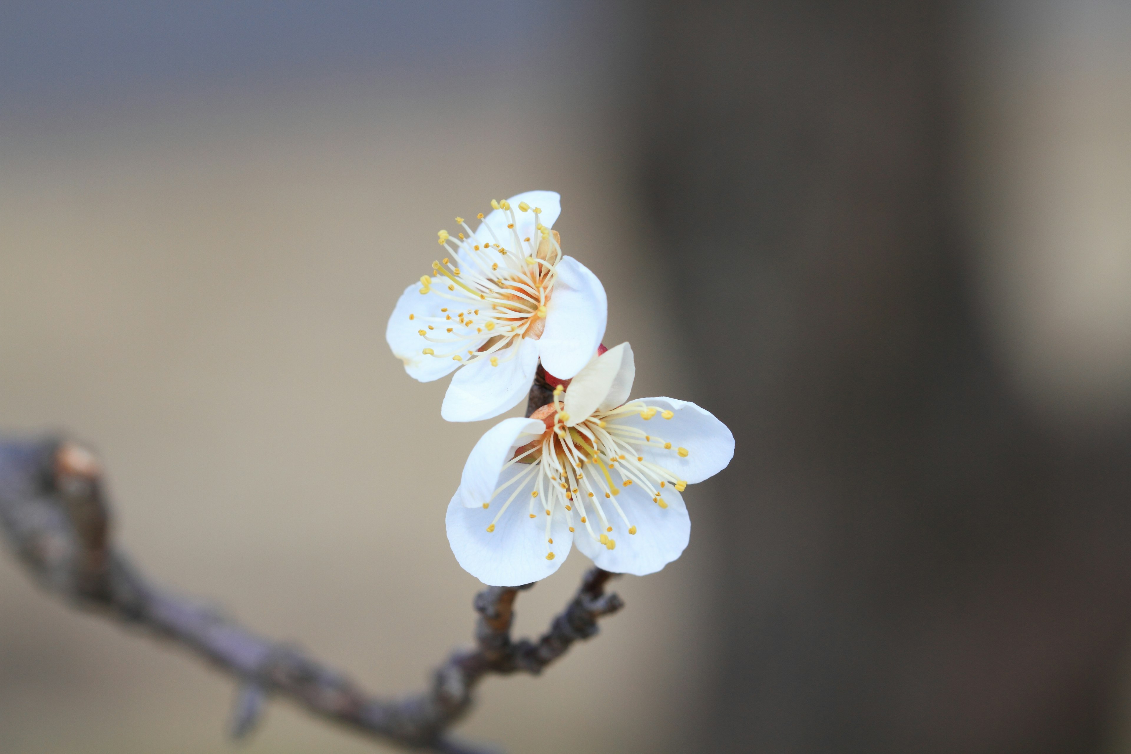 白い花が咲く枝のクローズアップ