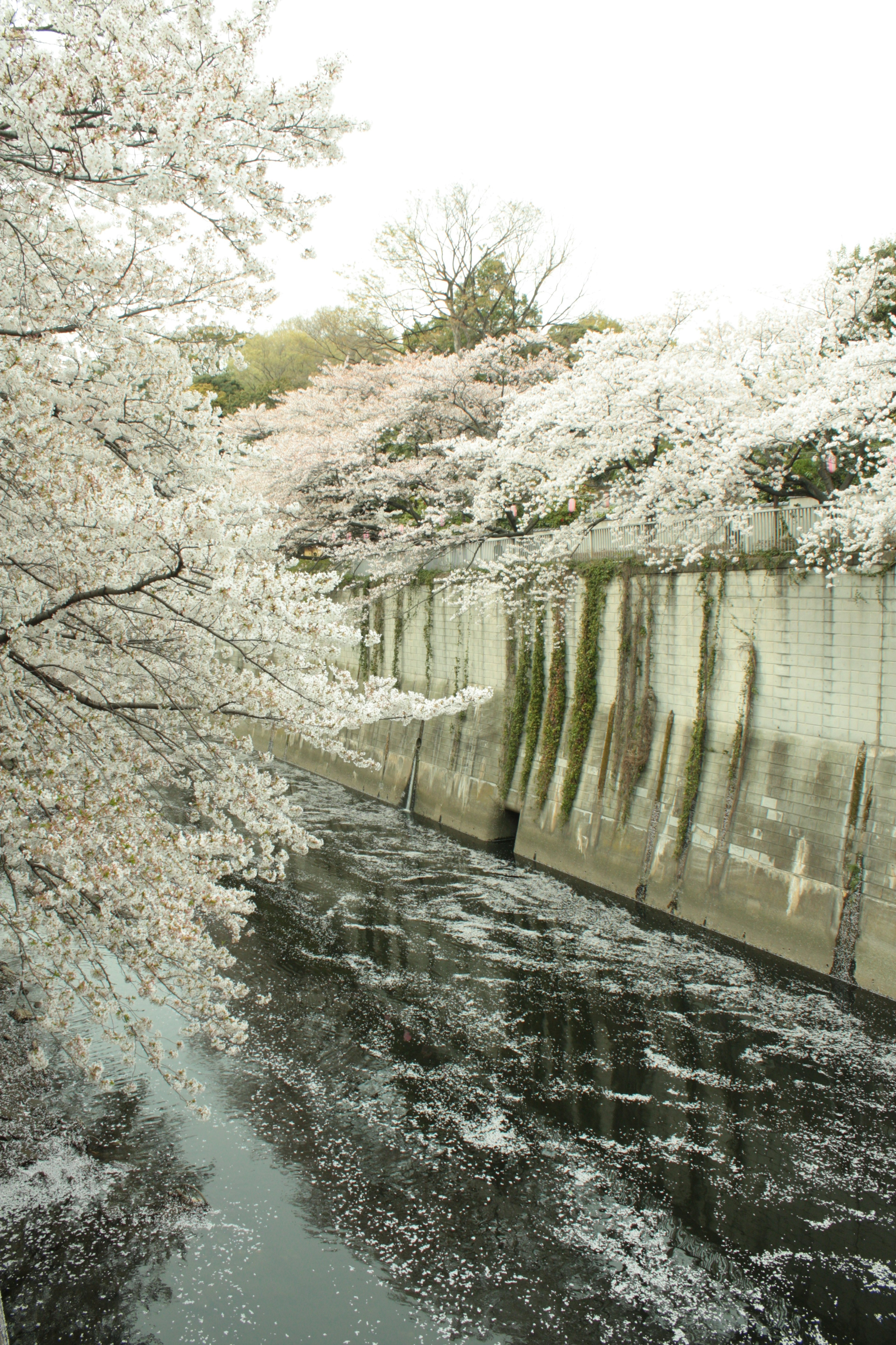 Paesaggio fluviale con ciliegi in fiore e superficie d'acqua calma