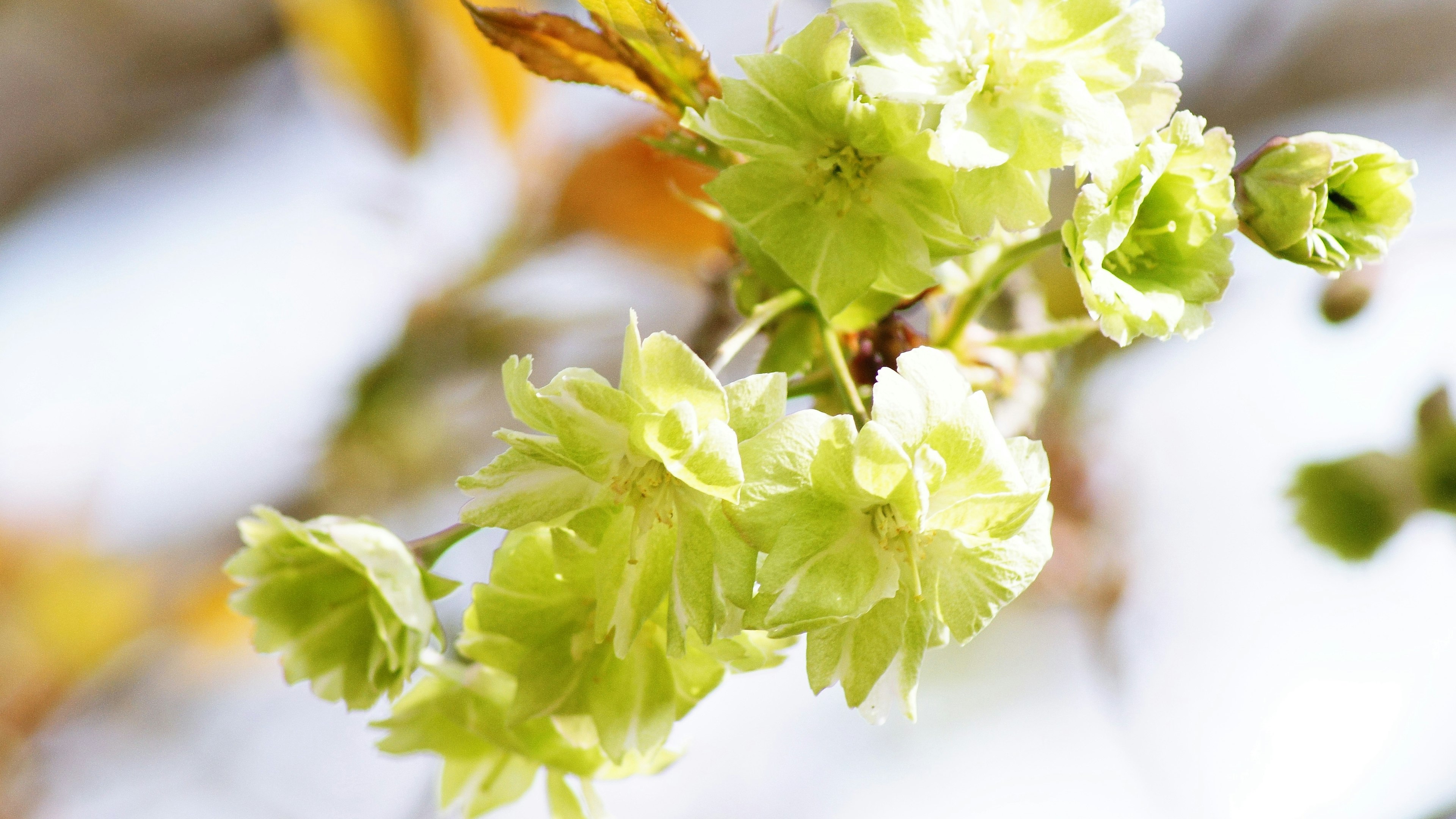 新緑の花が咲いている枝のクローズアップ