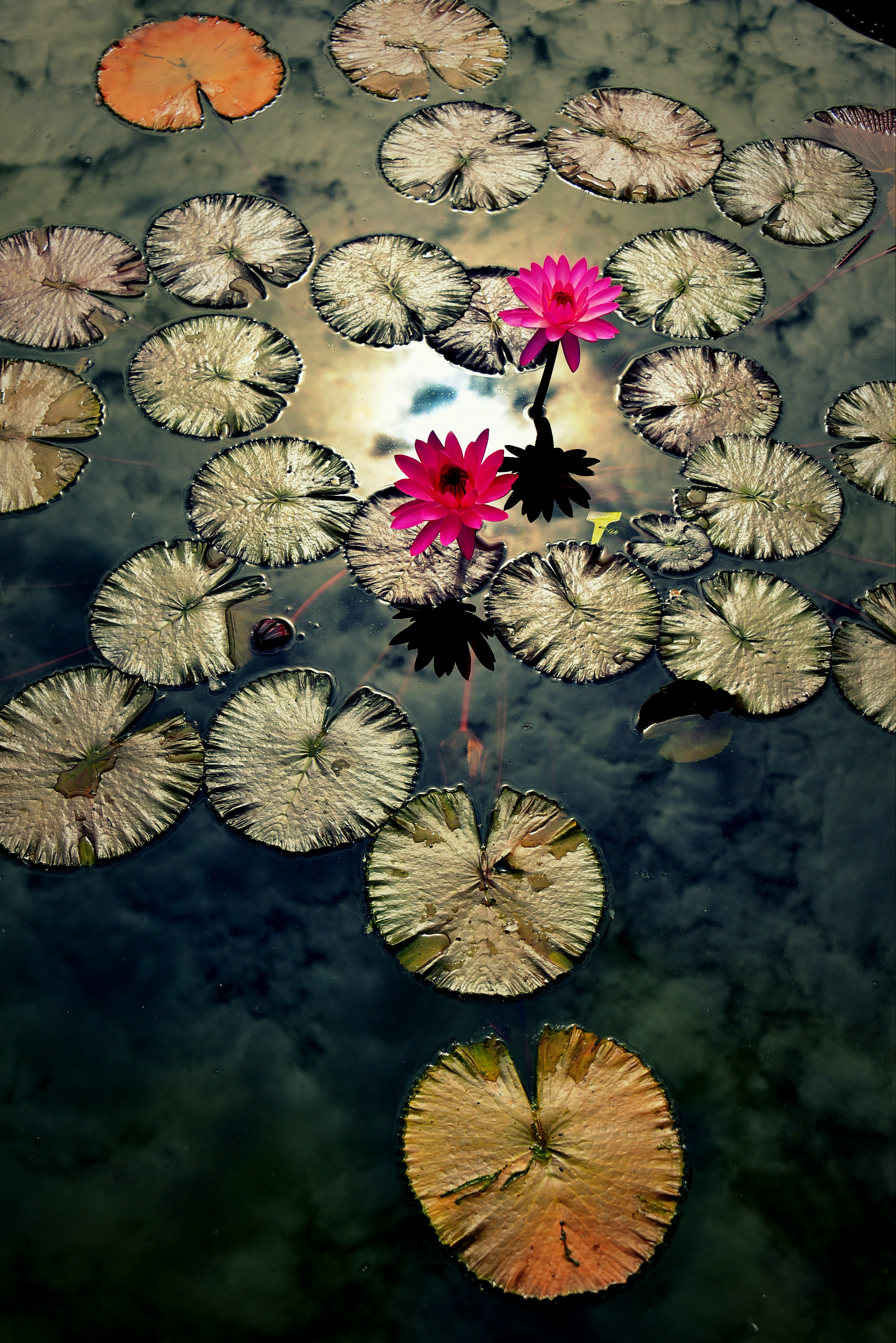 Schöne Szene mit rosa Seerosen und Blättern, die auf der Wasseroberfläche schwimmen