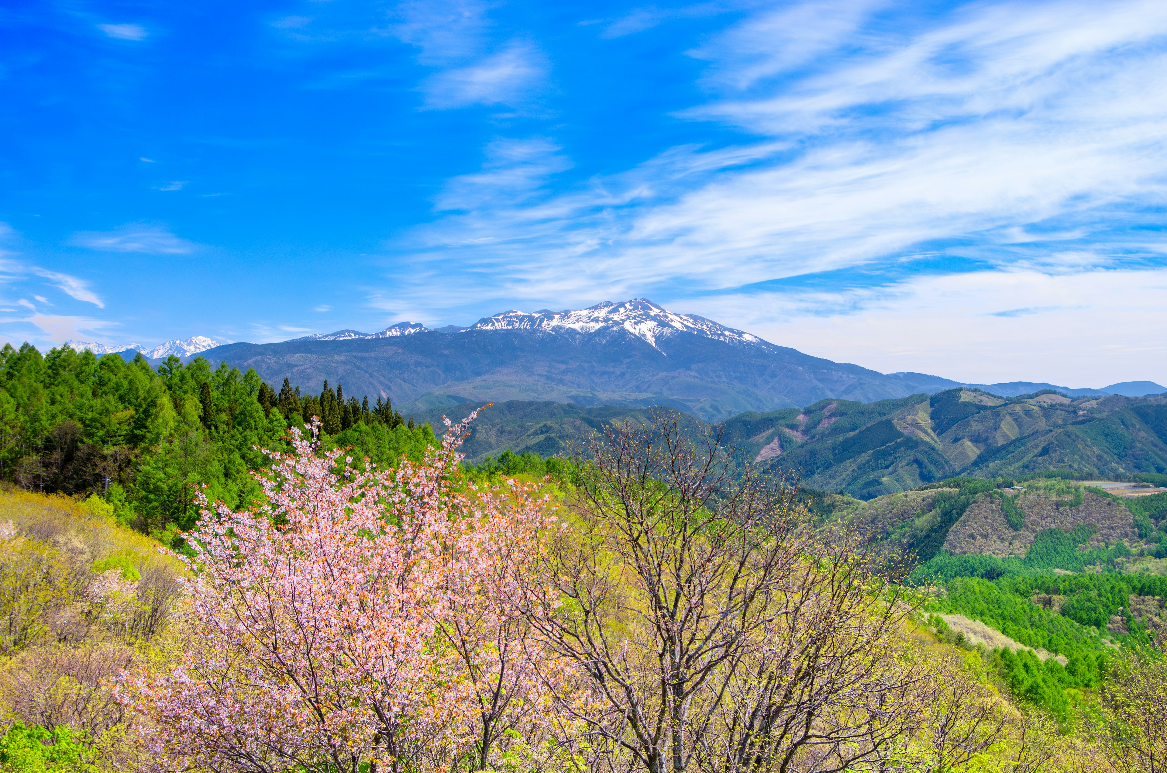 Vue pittoresque avec des cerisiers en fleurs et des montagnes enneigées sous un ciel bleu