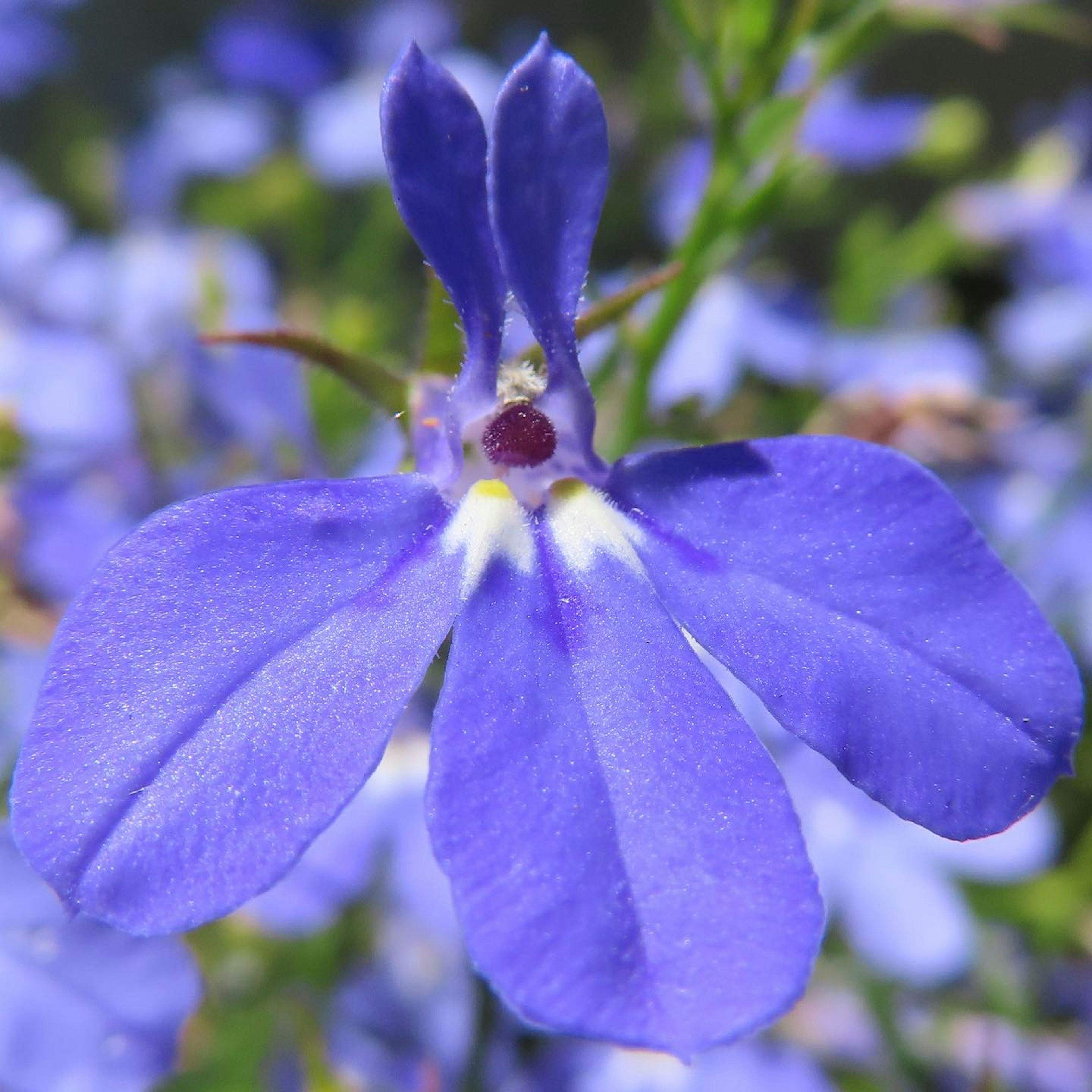 青紫色の花弁を持つ美しい花のクローズアップ