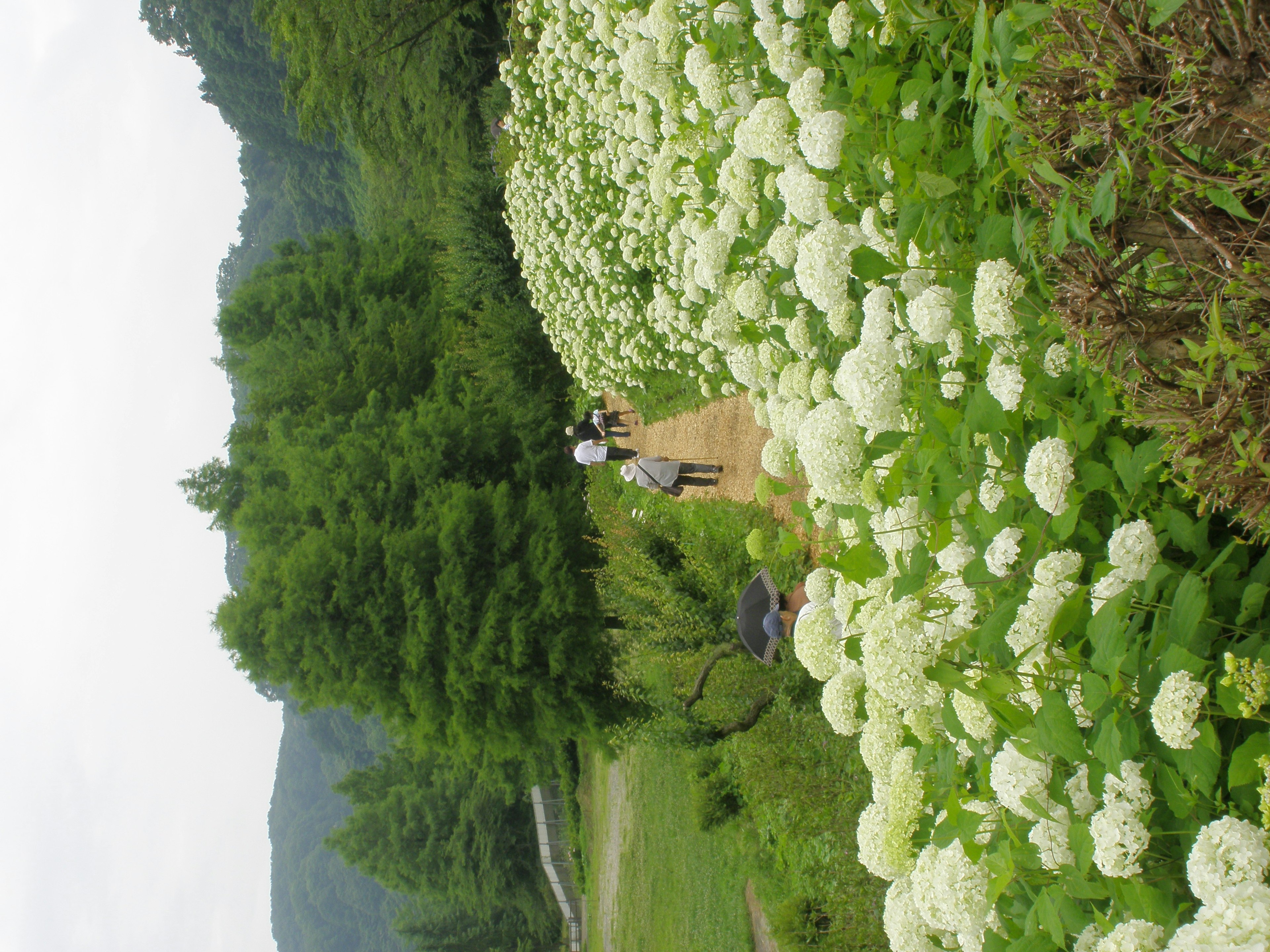 白い花が咲く道を歩く人々と緑の風景