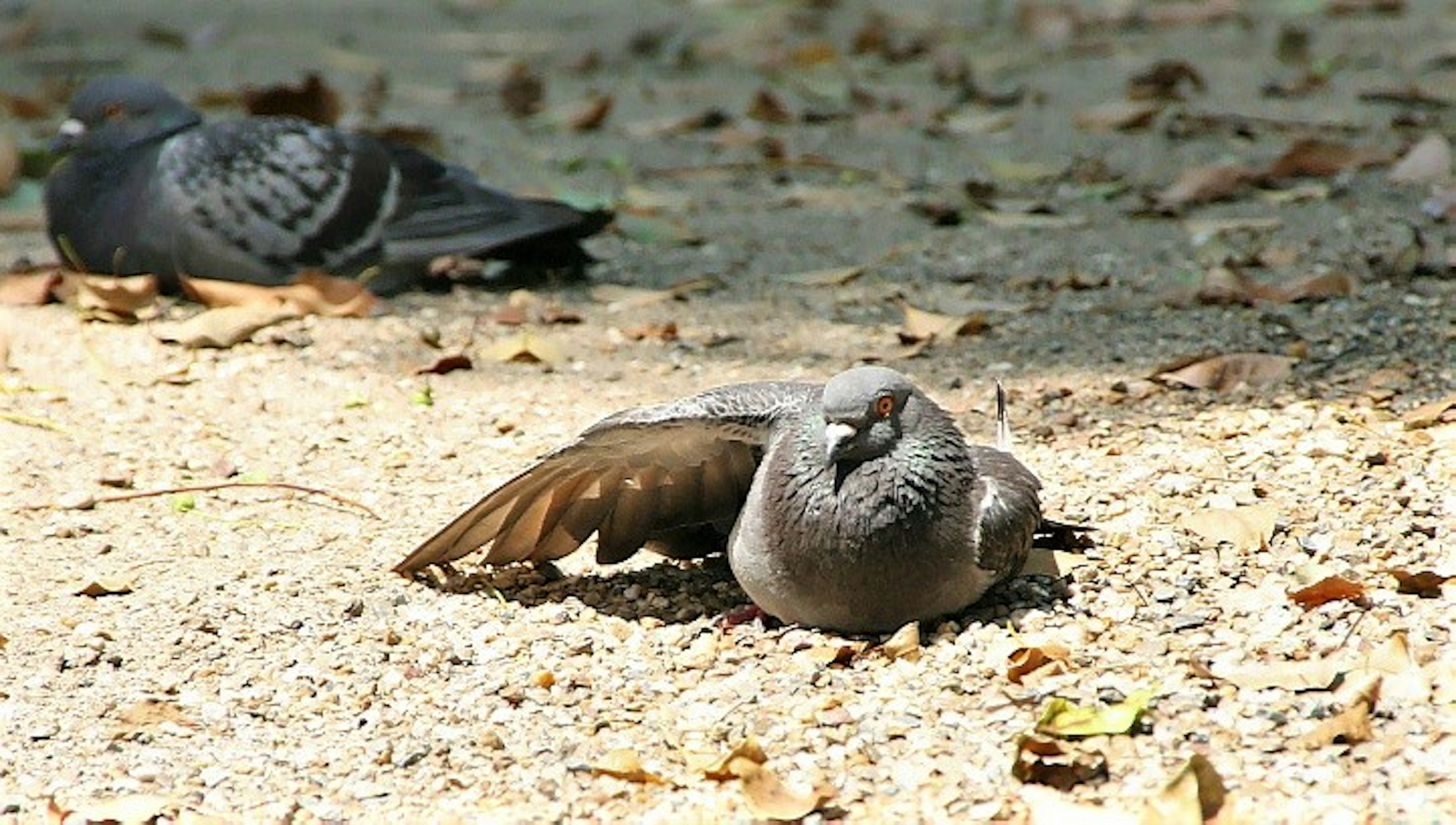 日向で休んでいる鳩の姿と落ち葉