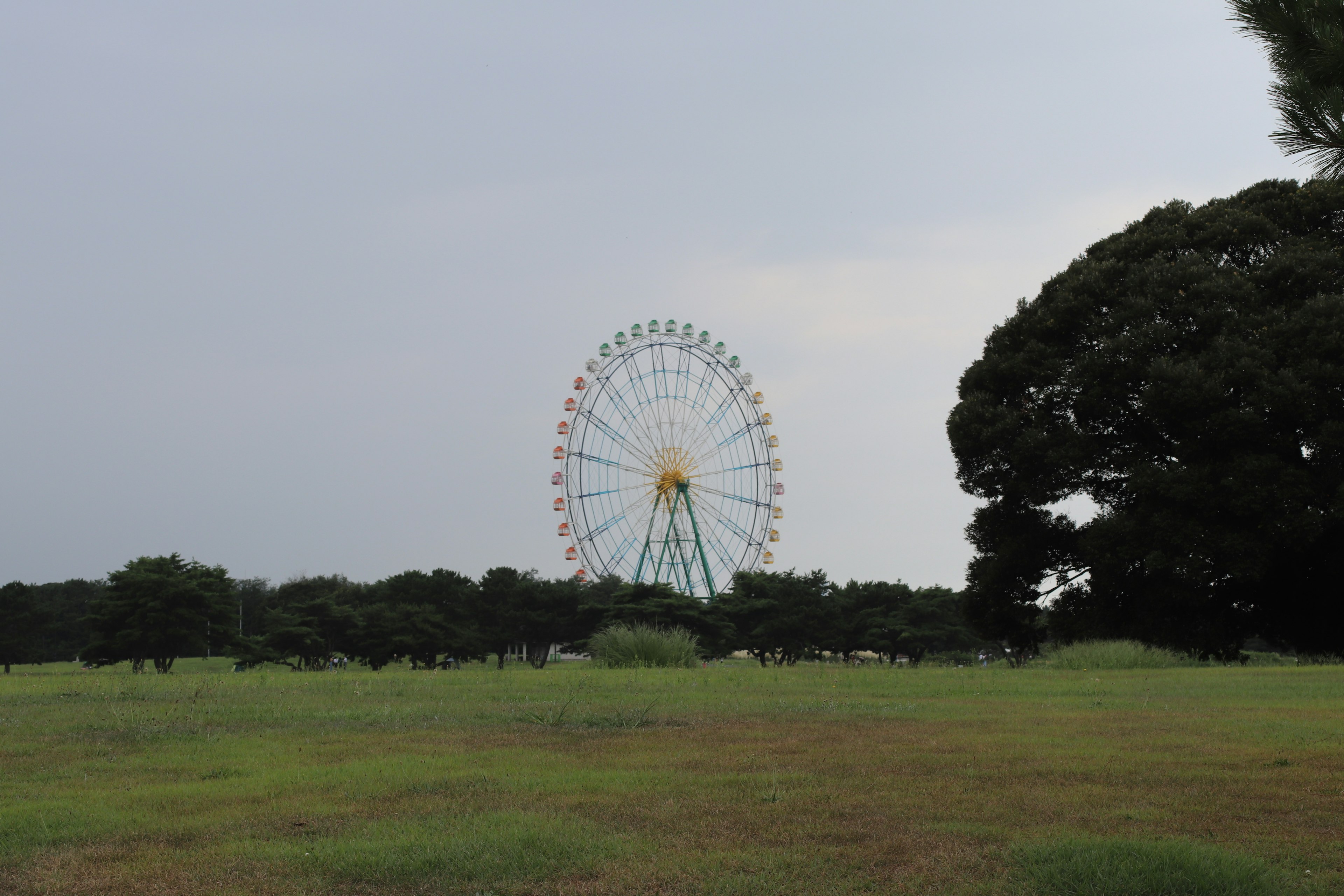 宽敞公园里的摩天轮和绿色草坪