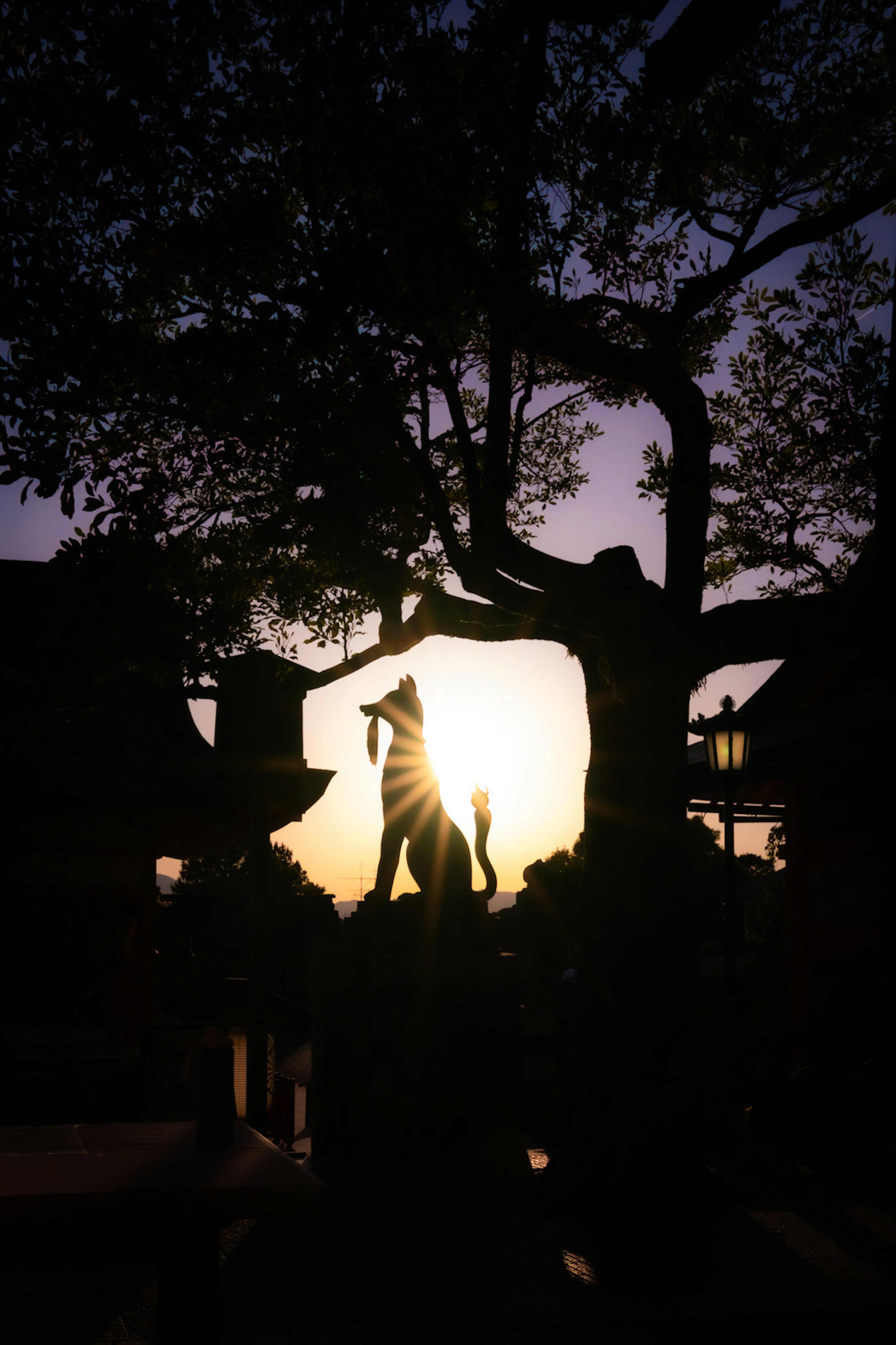 Silhouette of a person and a tree against a sunset