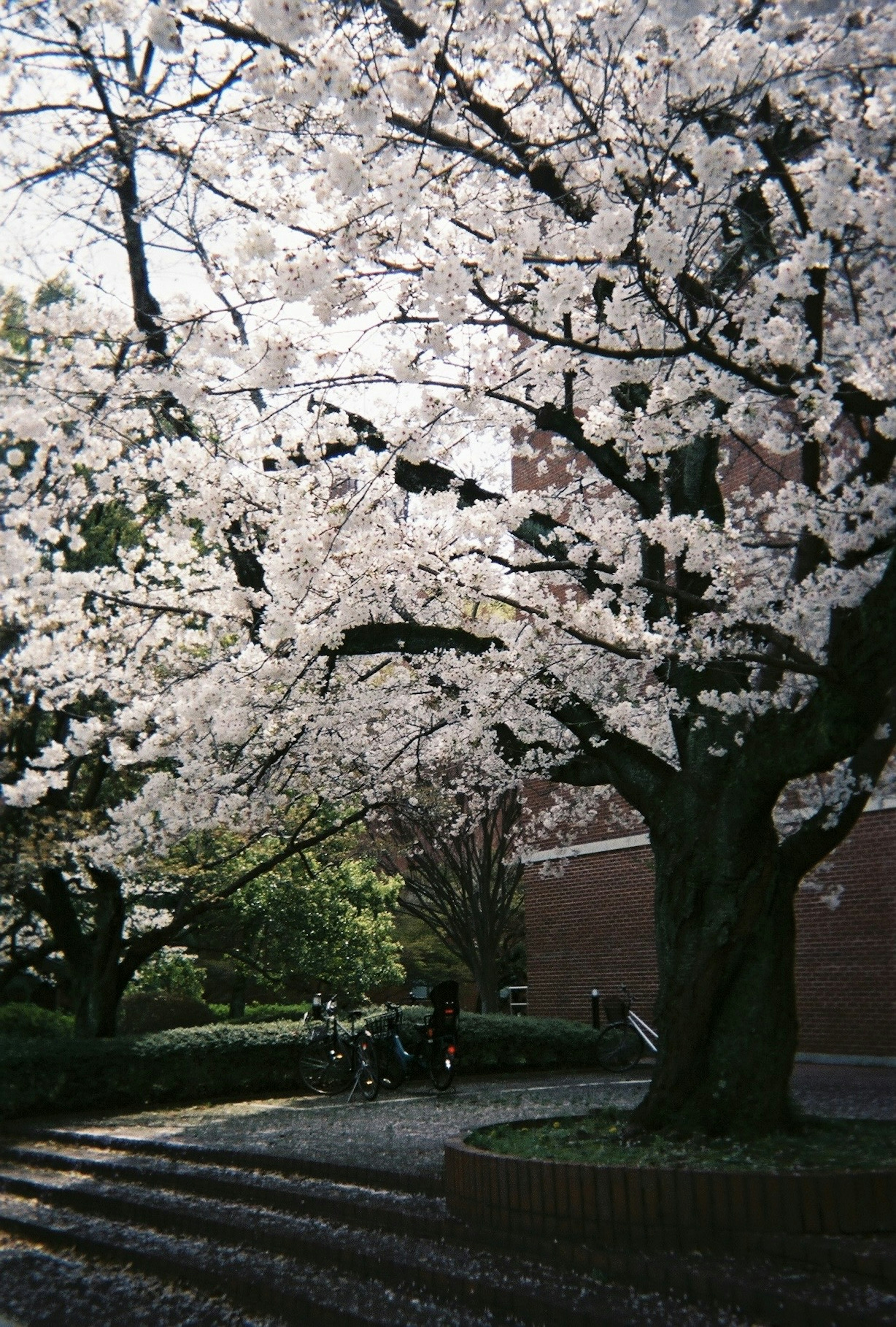 Cherry blossom tree in full bloom with surrounding greenery