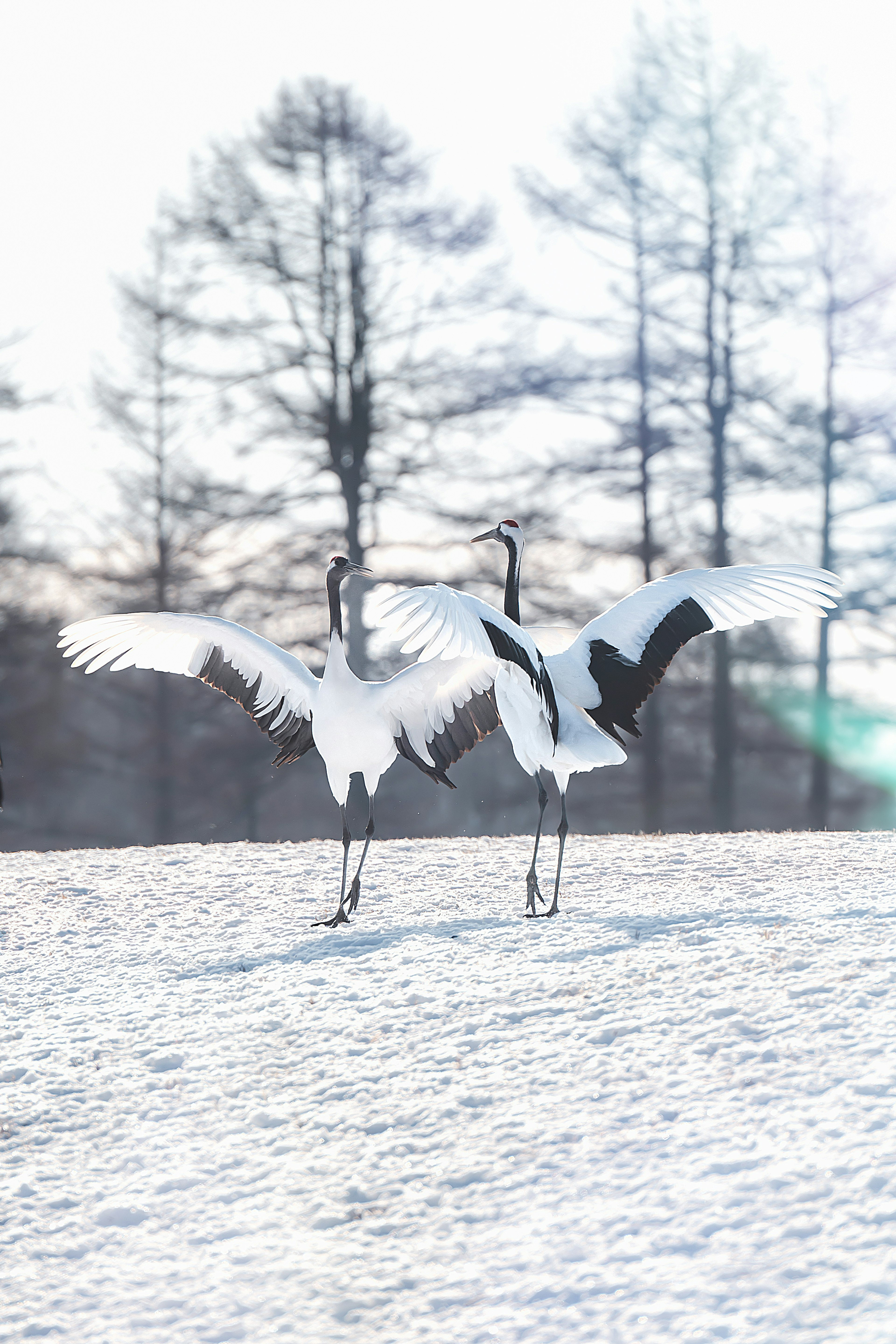 Deux grues japonaises dansant sur la neige avec des arbres en arrière-plan