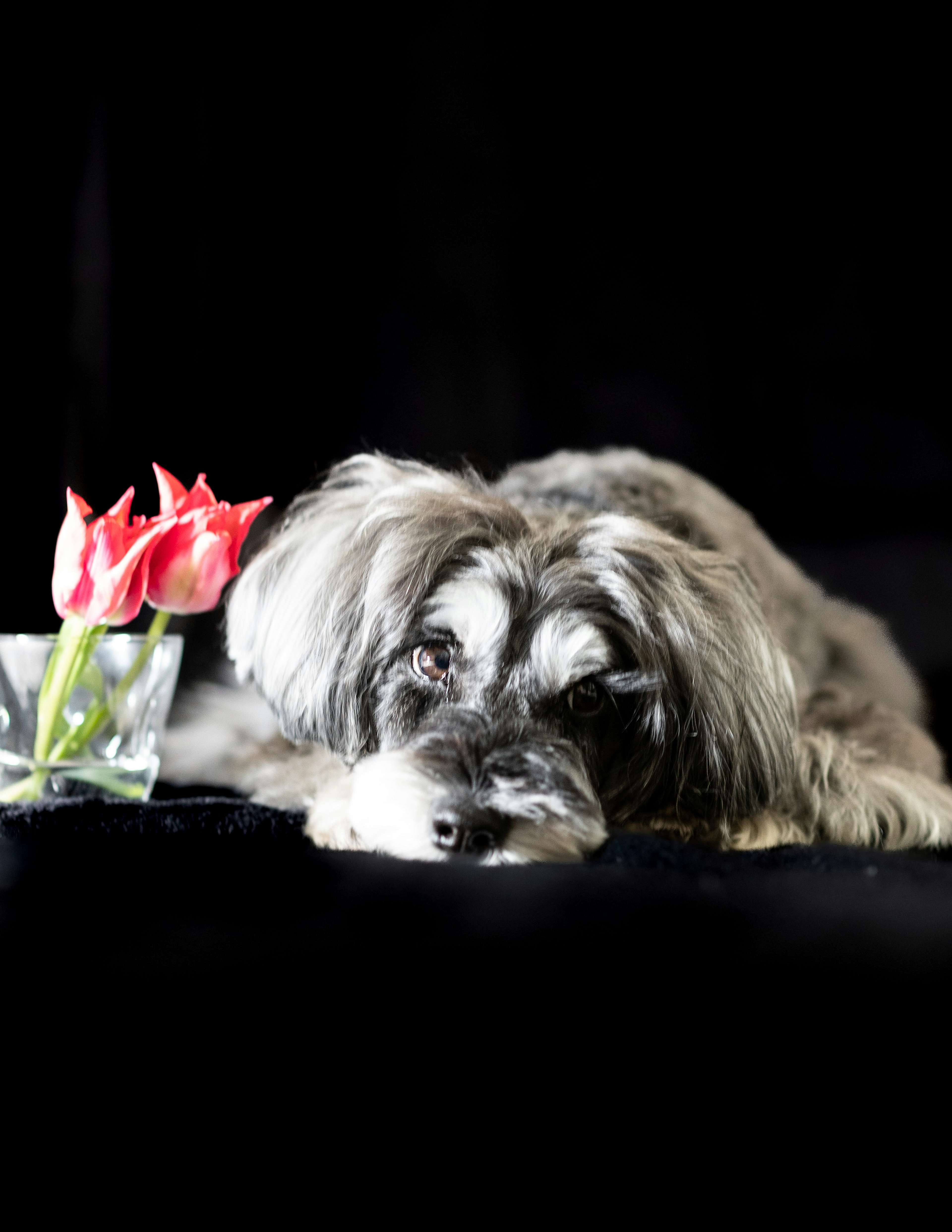 Perro descansando sobre un fondo negro junto a un ramo de rosas rojas