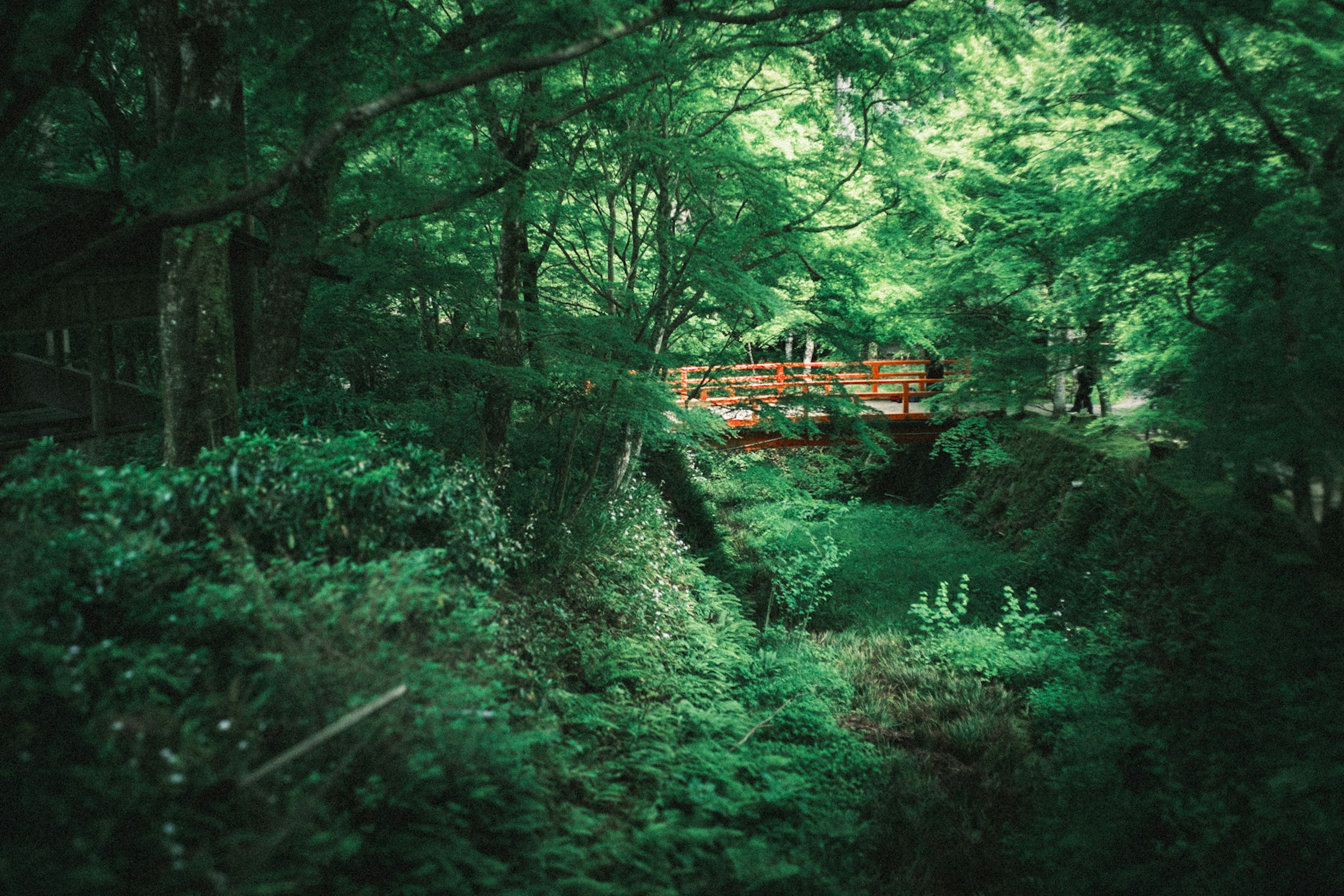 Lush green forest featuring a red bridge and surrounding foliage