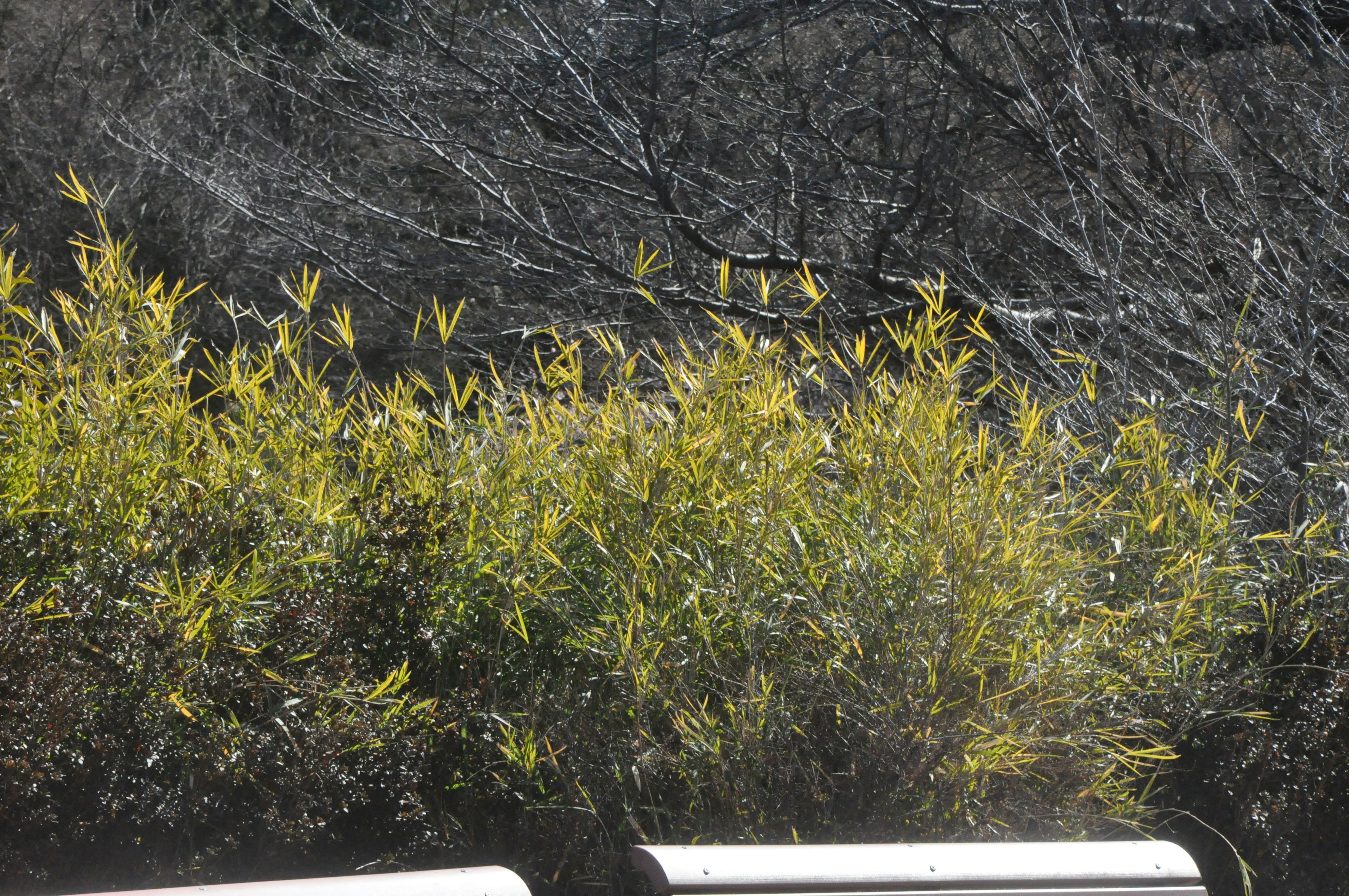 Paesaggio con bamboo verde e uno sfondo di alberi spogli