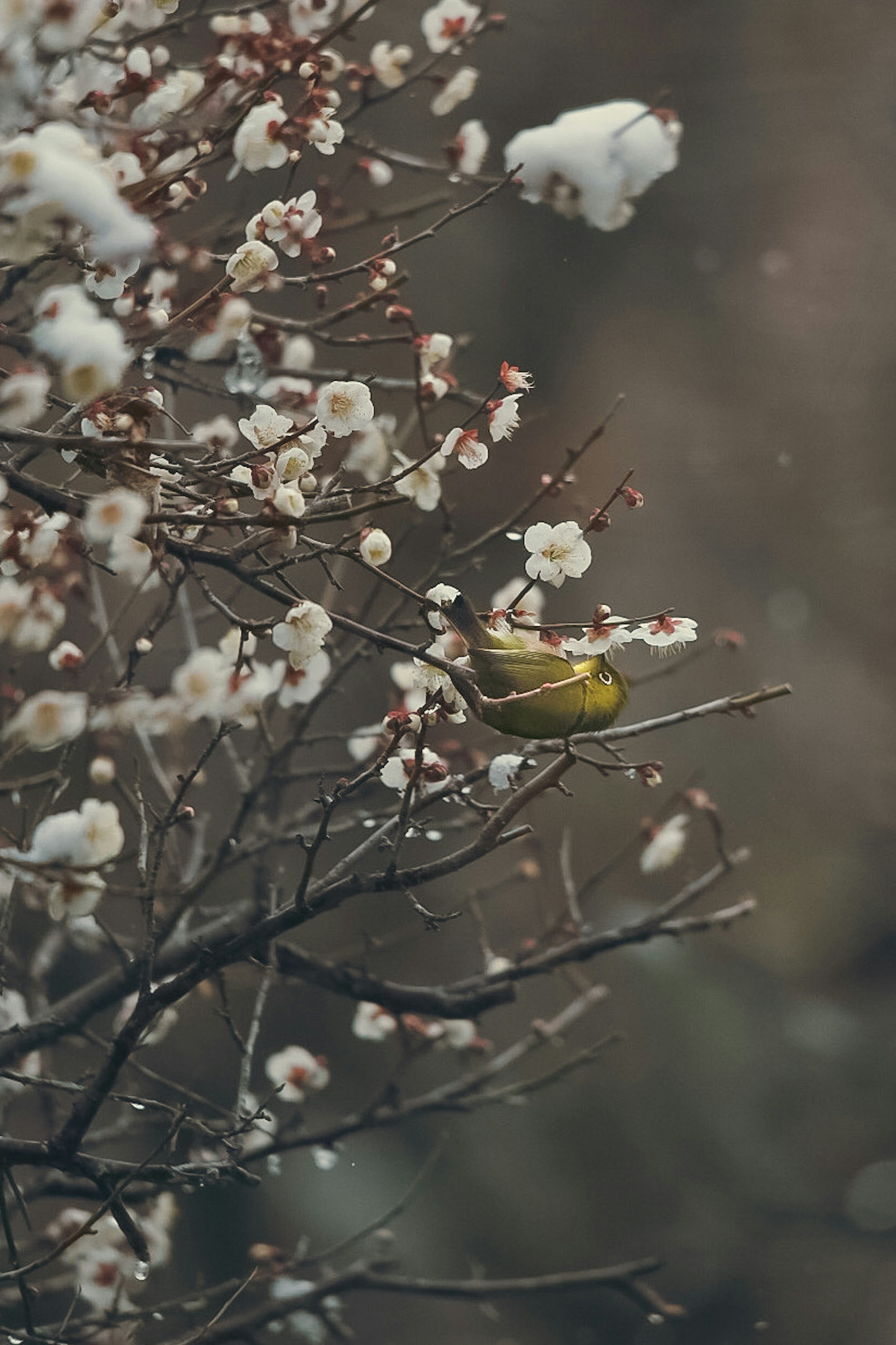 Una hermosa escena de flores y un pequeño pájaro en la nieve