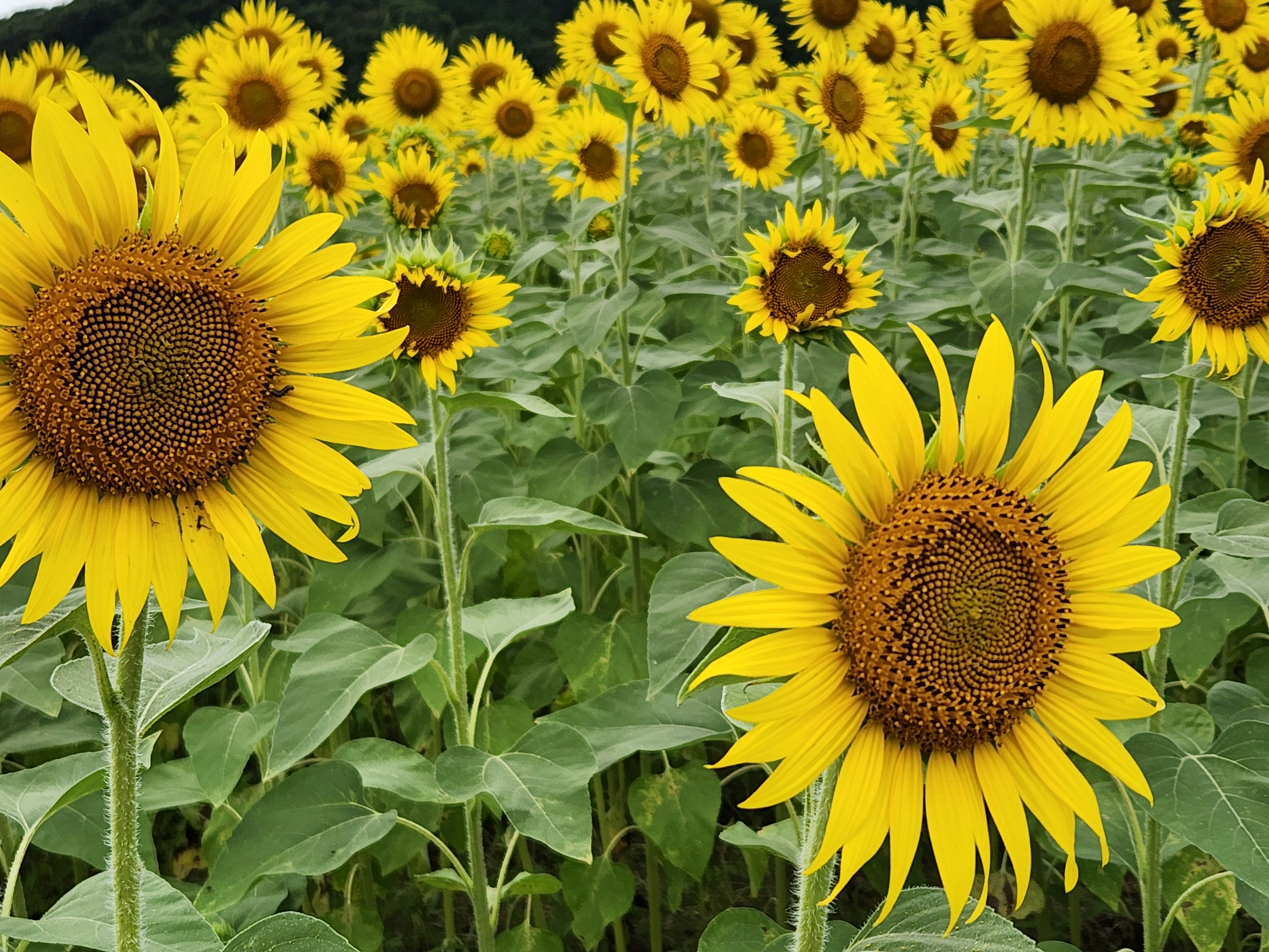 Campo de girasoles en plena floración con pétalos amarillos brillantes y hojas verdes