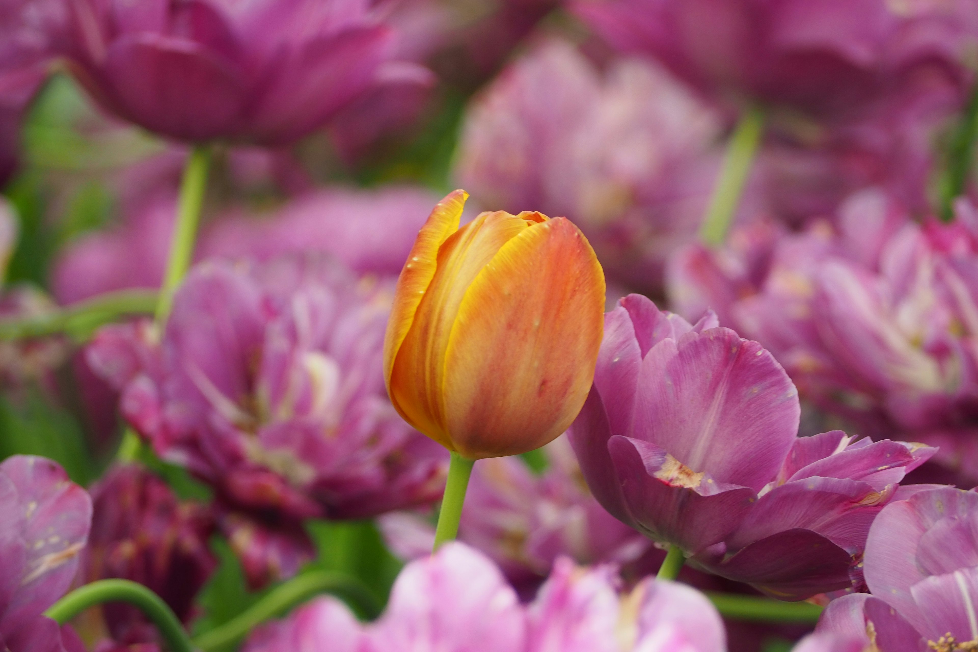 Tulipe orange entourée de tulipes violettes