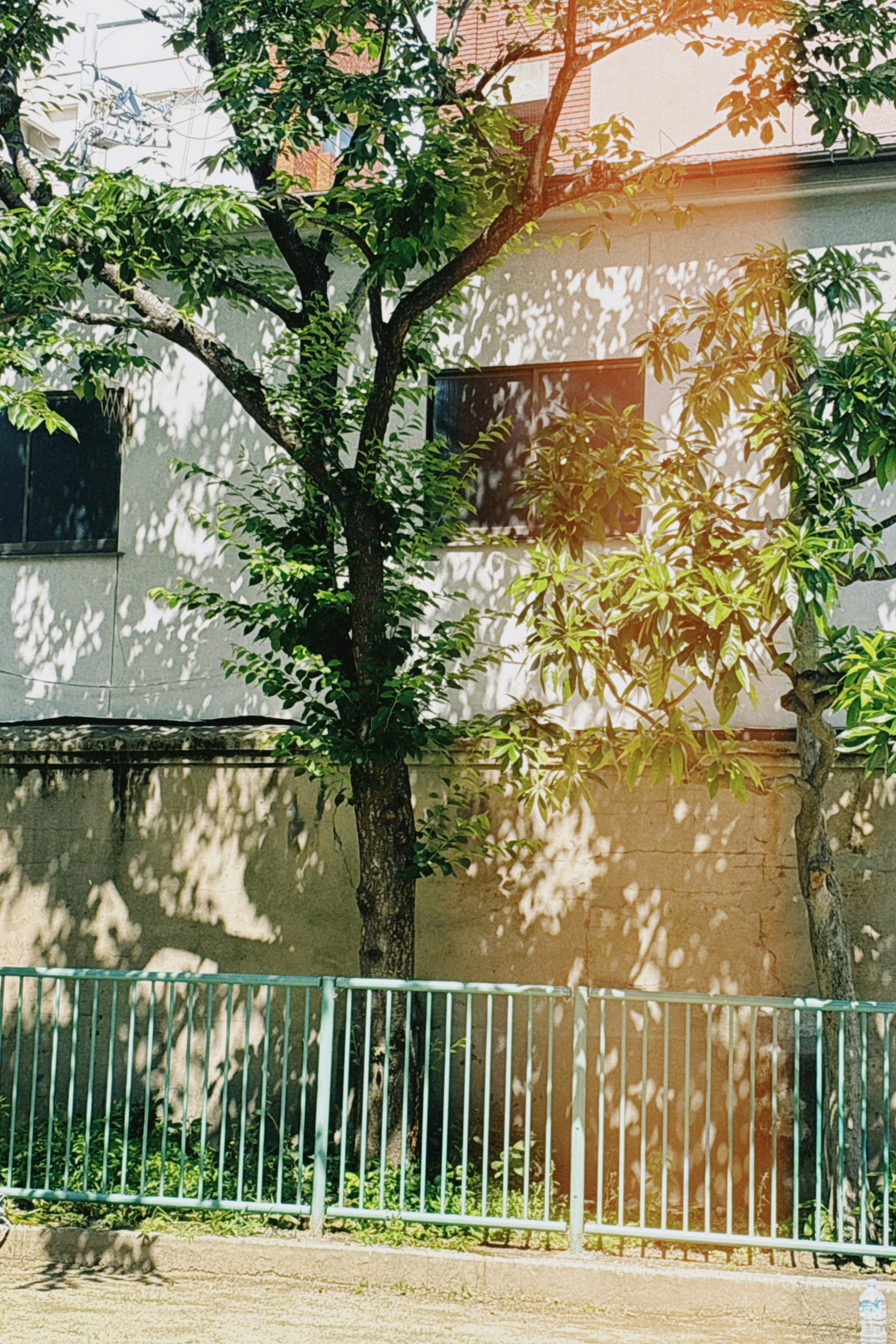 Exterior view of a house with green trees and white walls Tree shadows cast on the wall