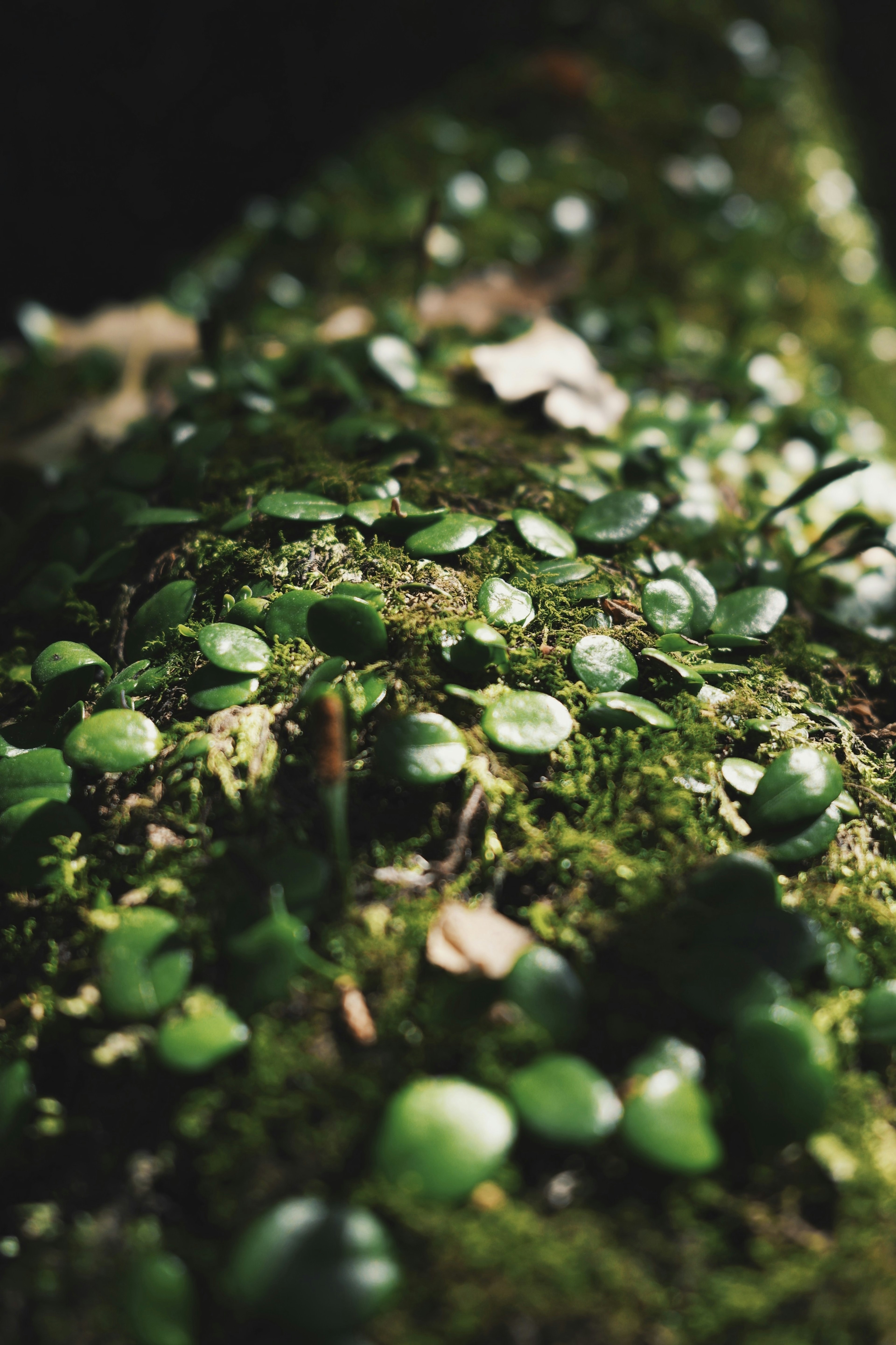 Close-up of green leaves and moss on a tree trunk