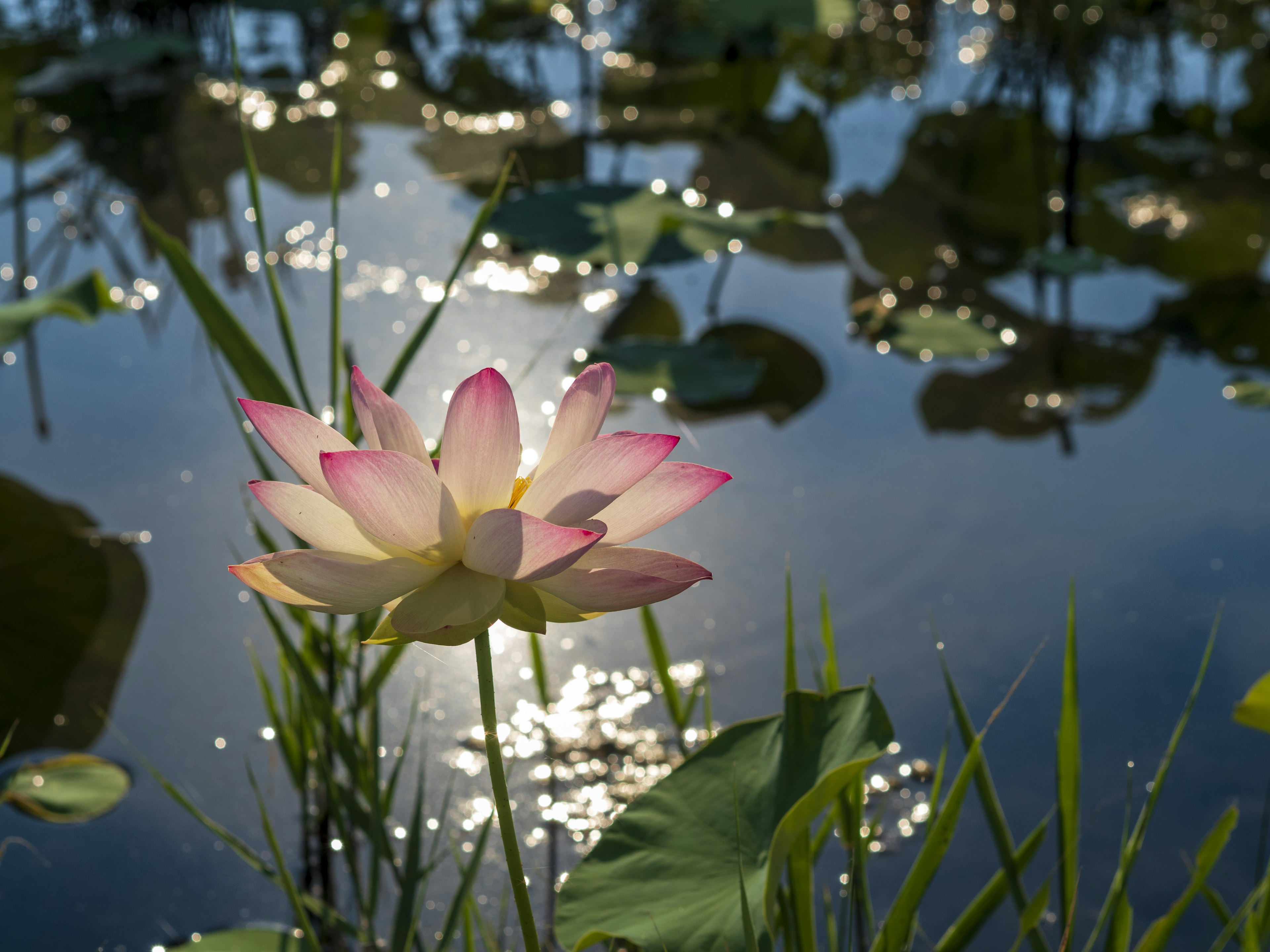 Una hermosa flor de loto flotando en la superficie del agua