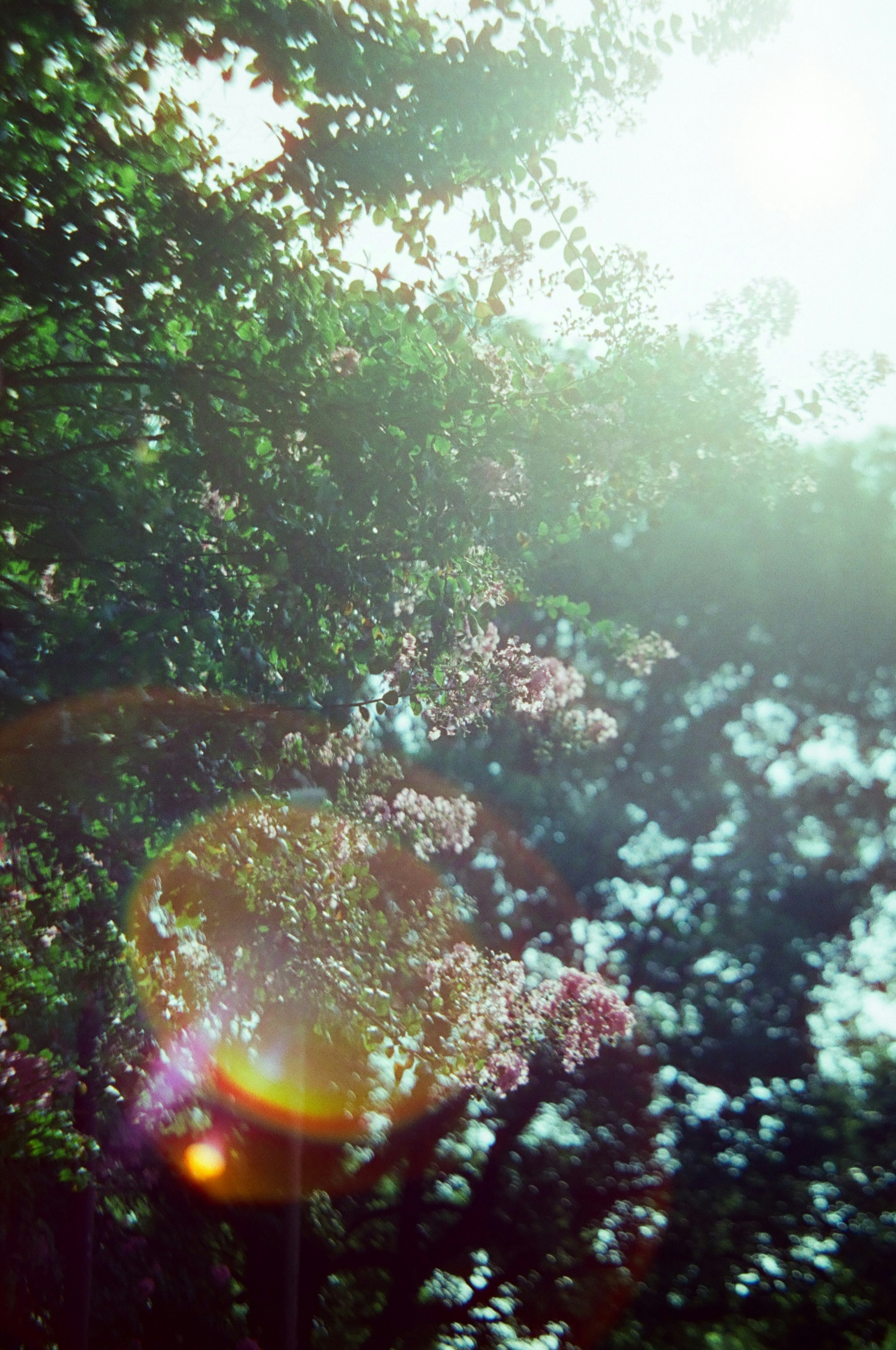 Lumière du soleil filtrant à travers les arbres avec des fleurs colorées visibles