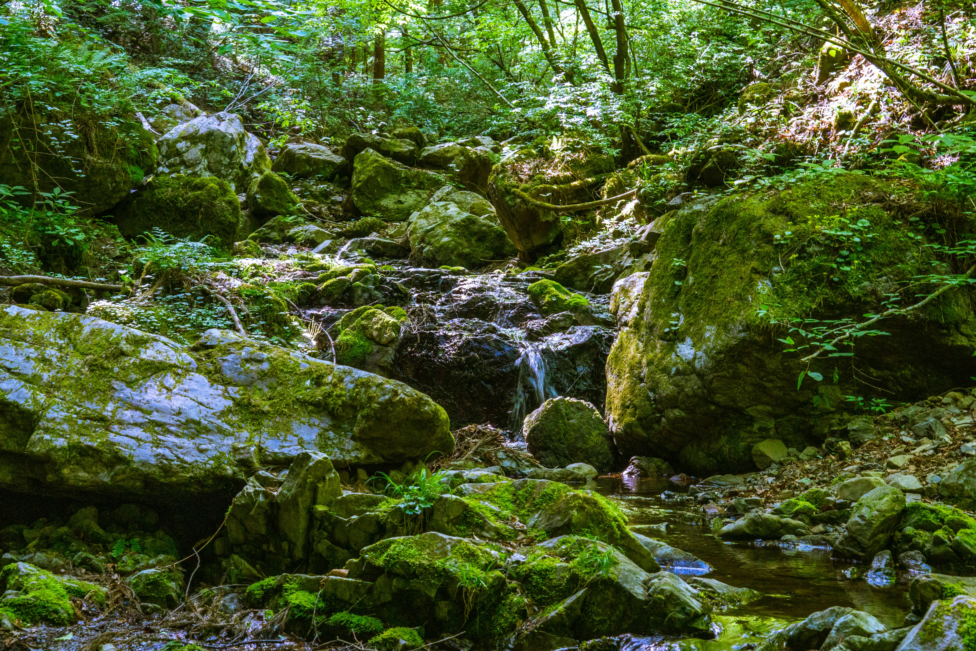 Paysage naturel avec un ruisseau coulant sur des rochers couverts de mousse et entouré de verdure