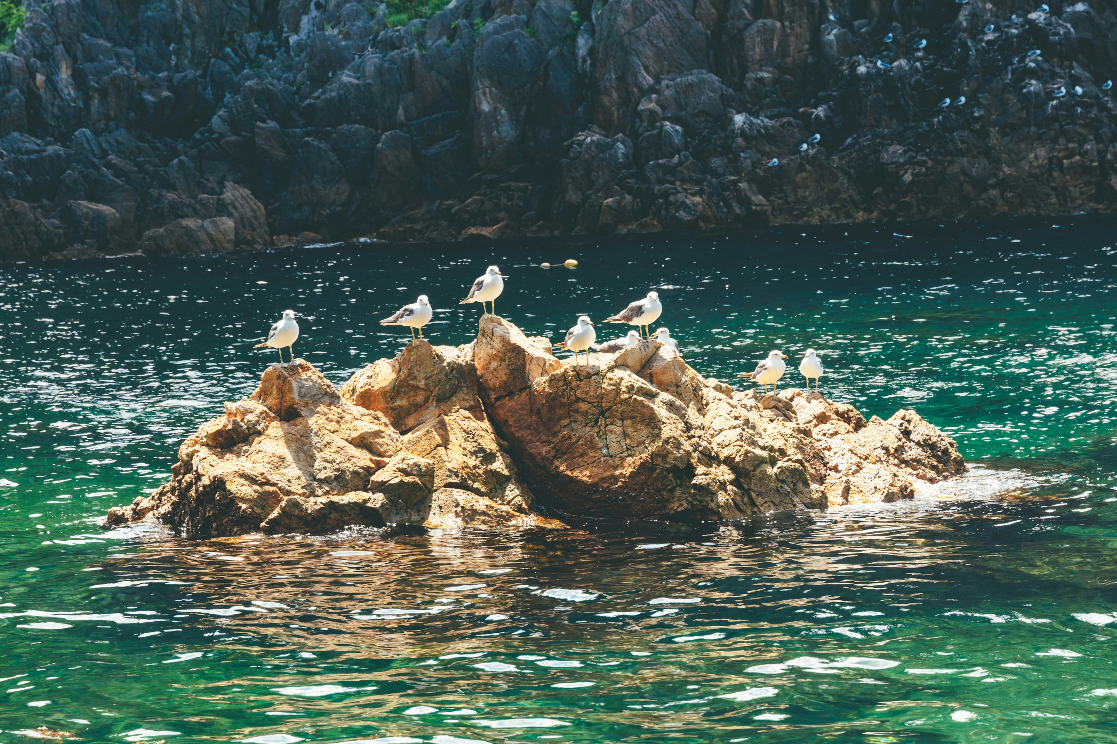 A group of birds perched on a rock in a serene sea