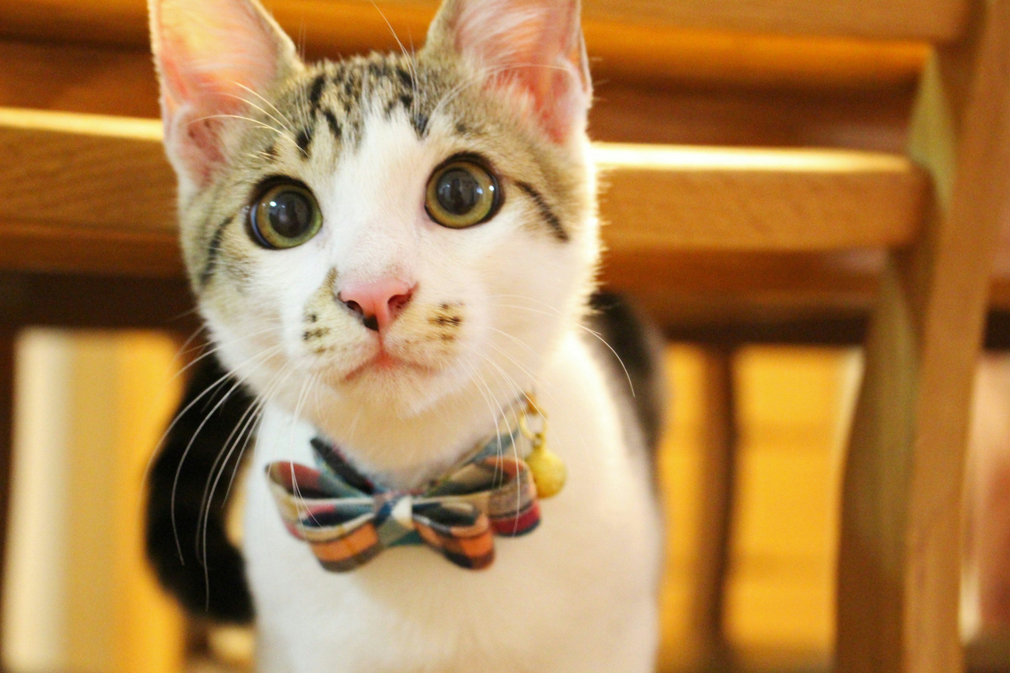 Cute white and gray cat wearing a bow tie with expressive eyes