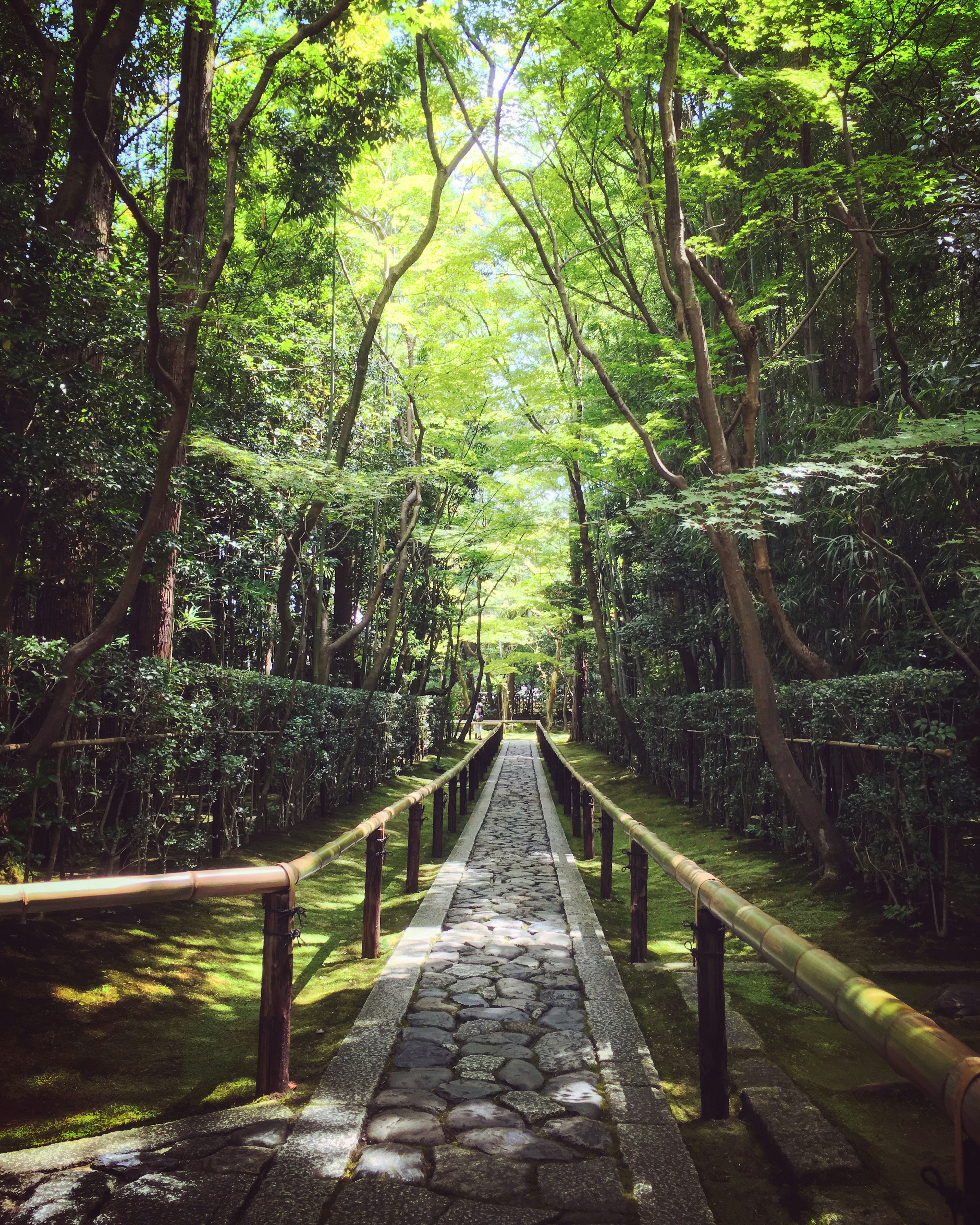 緑に囲まれた静かな小道が続く風景