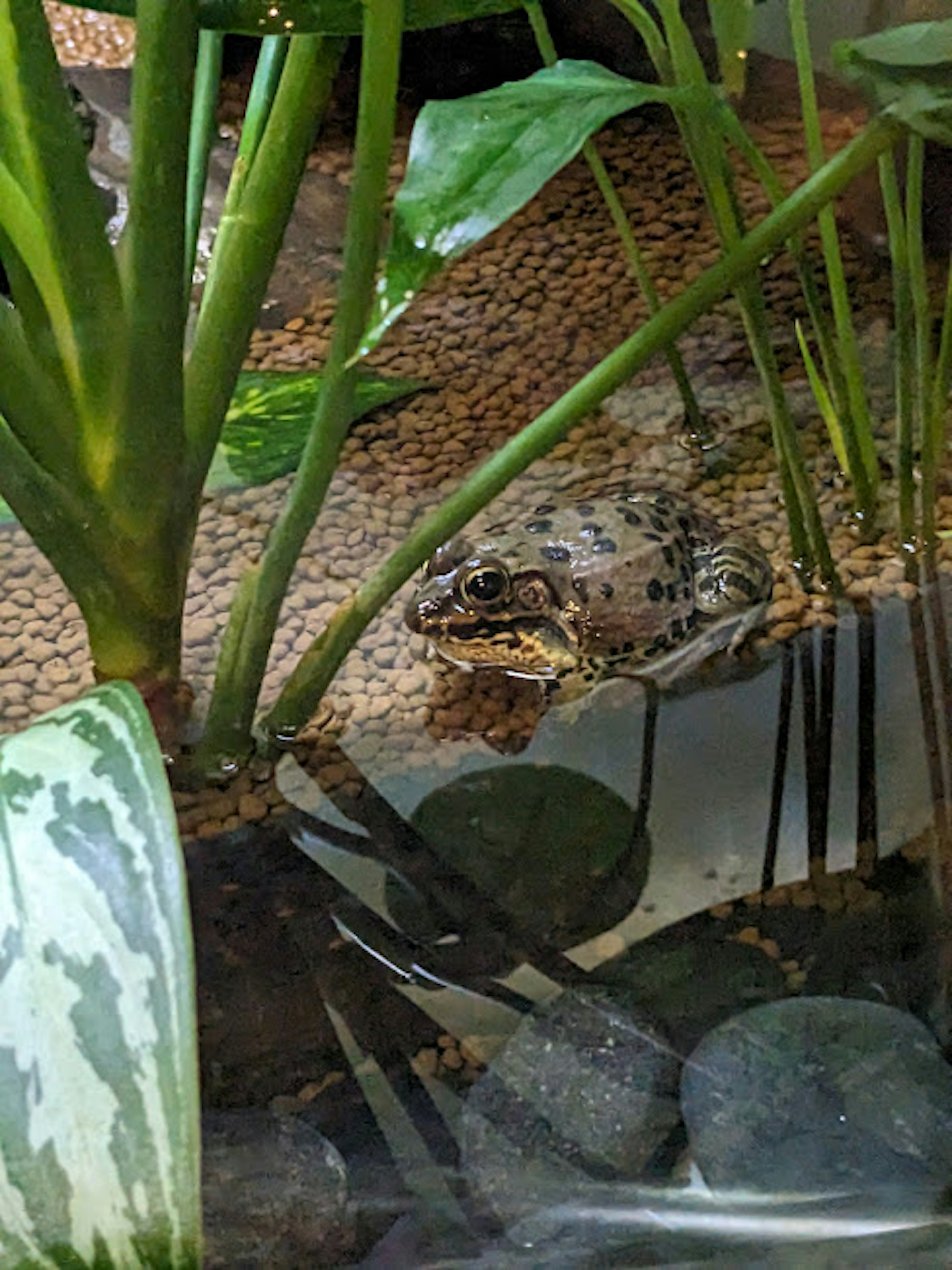 Frog resting near water surrounded by green plants