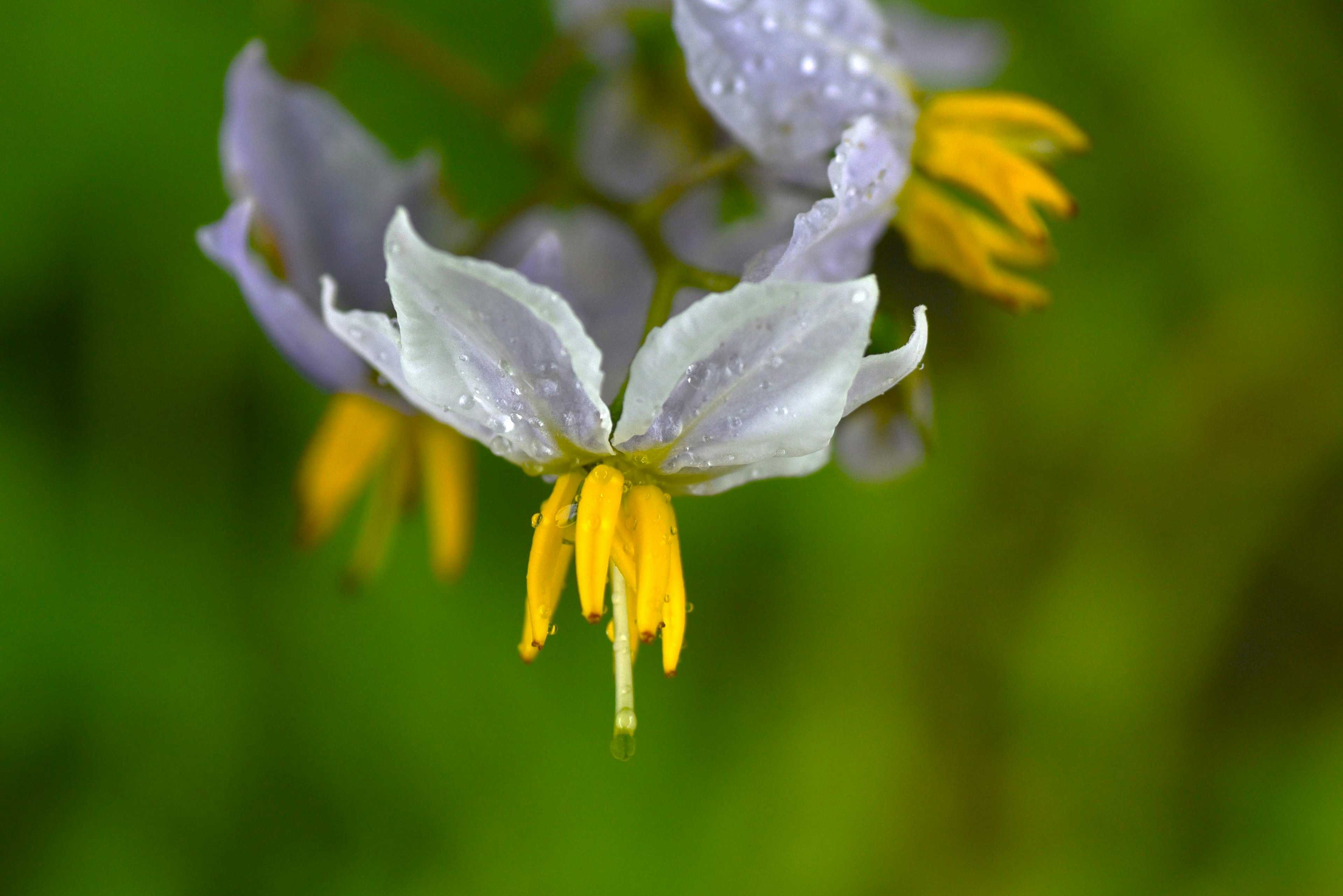 Gros plan d'une fleur violette avec des étamines jaunes sur fond vert