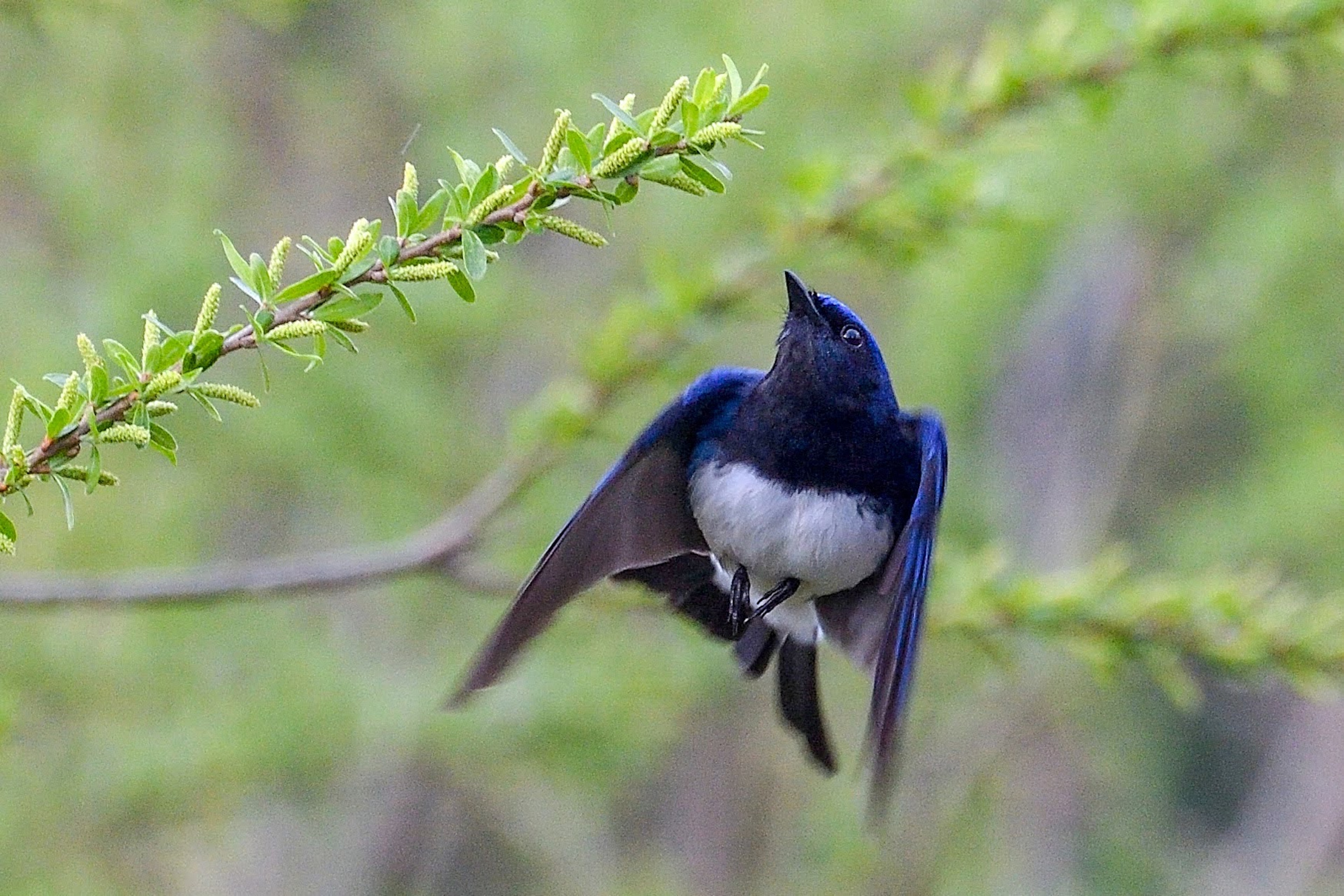 Un uccello con piume blu che vola su un ramo