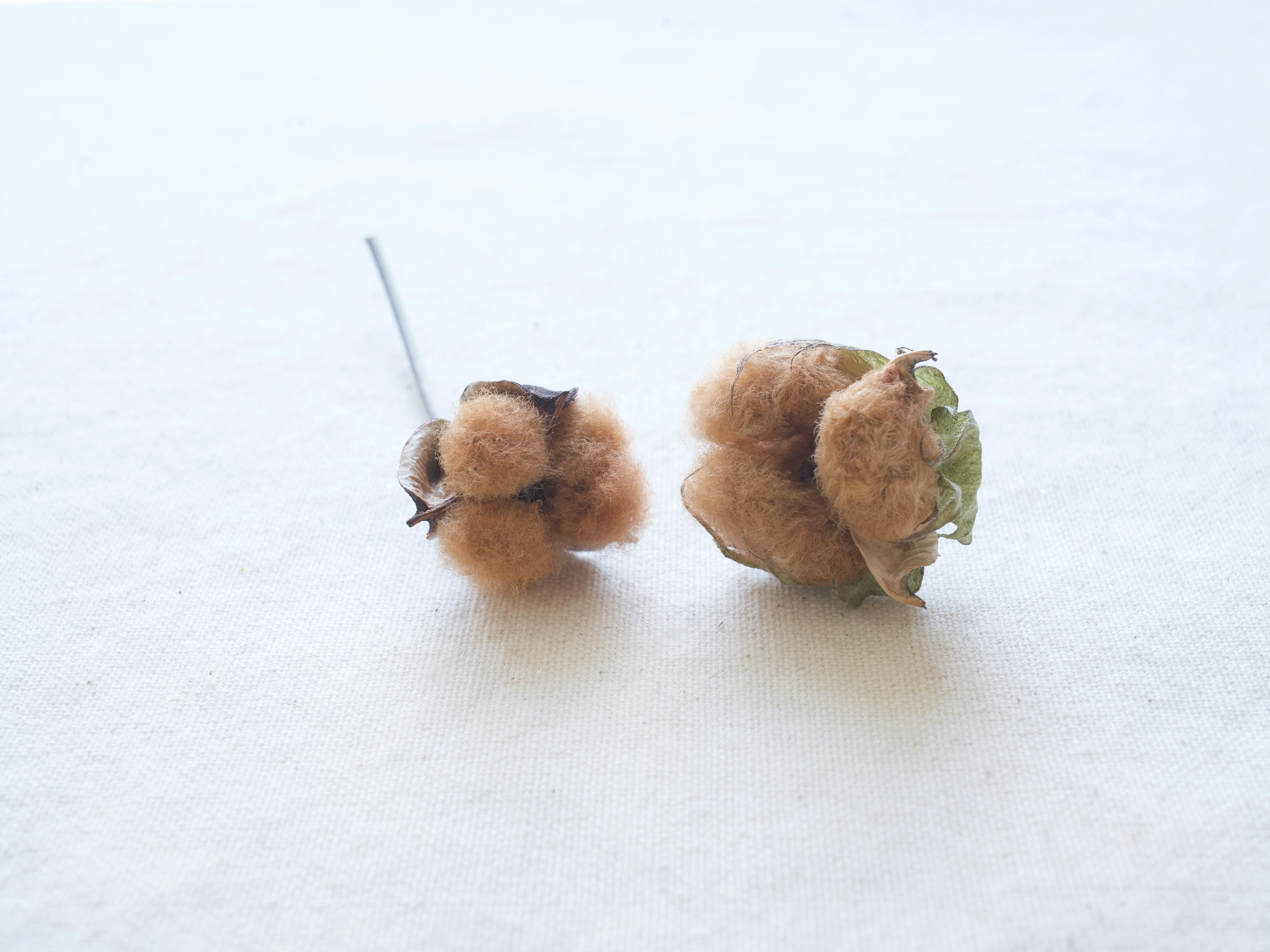 Two soft brown cotton bolls positioned side by side