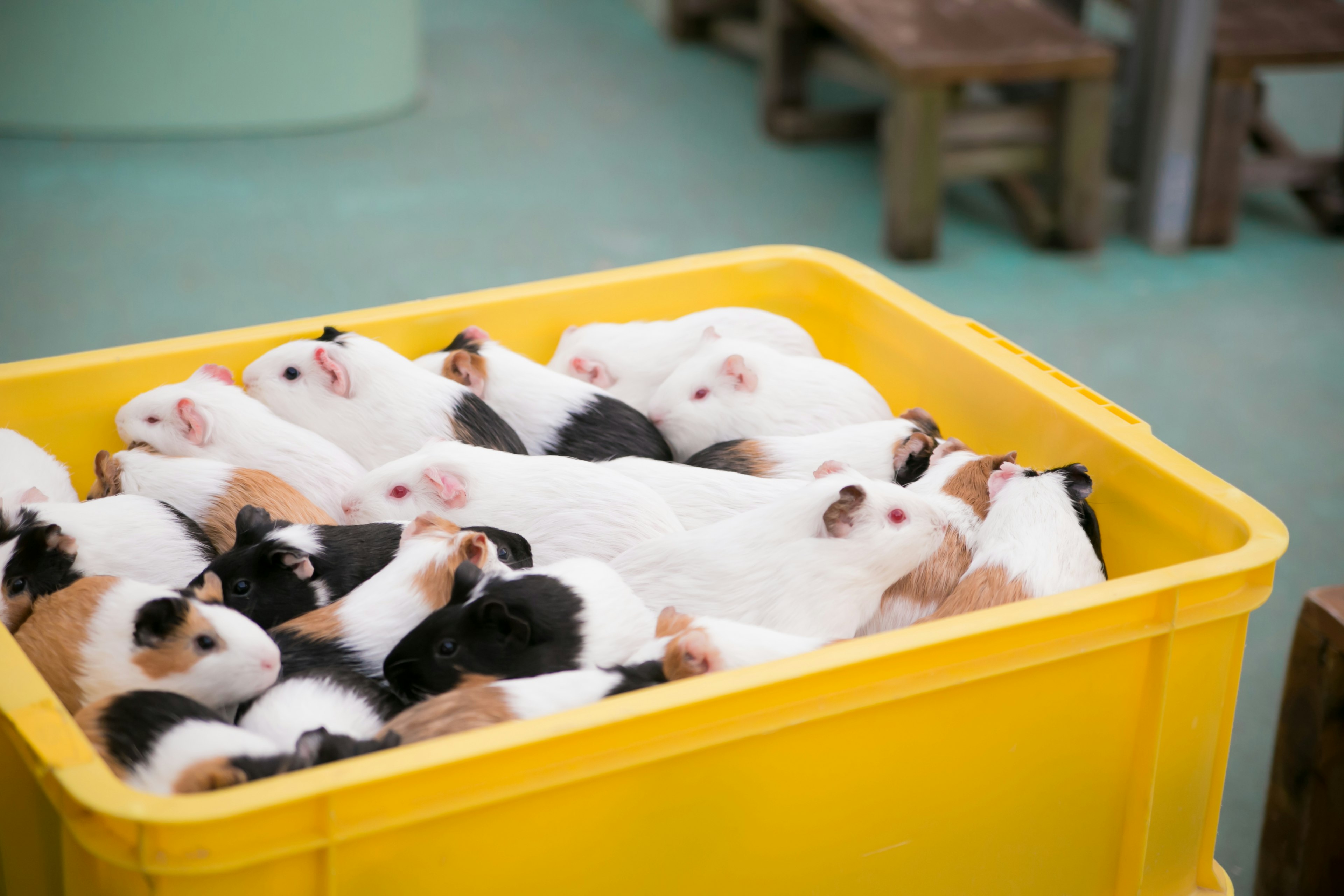 A large yellow container filled with various guinea pigs