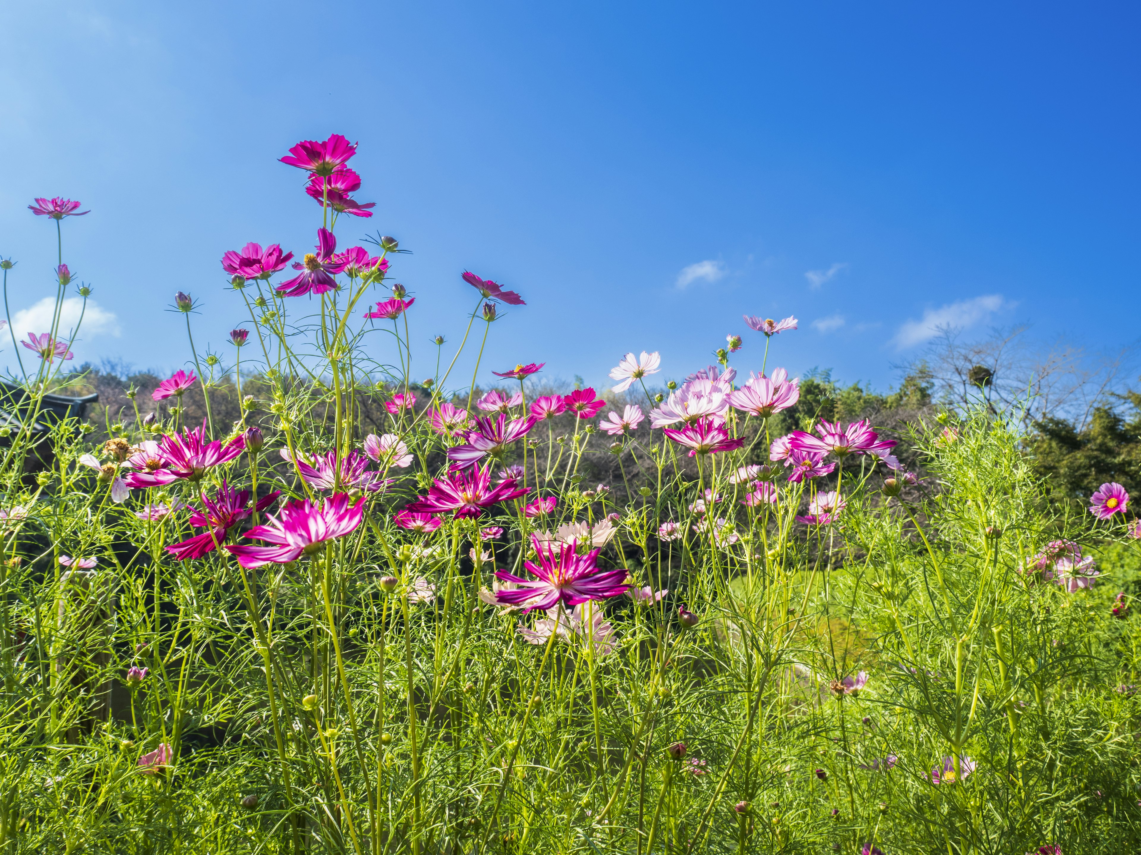 Bunte Kosmosblumen blühen unter einem klaren blauen Himmel